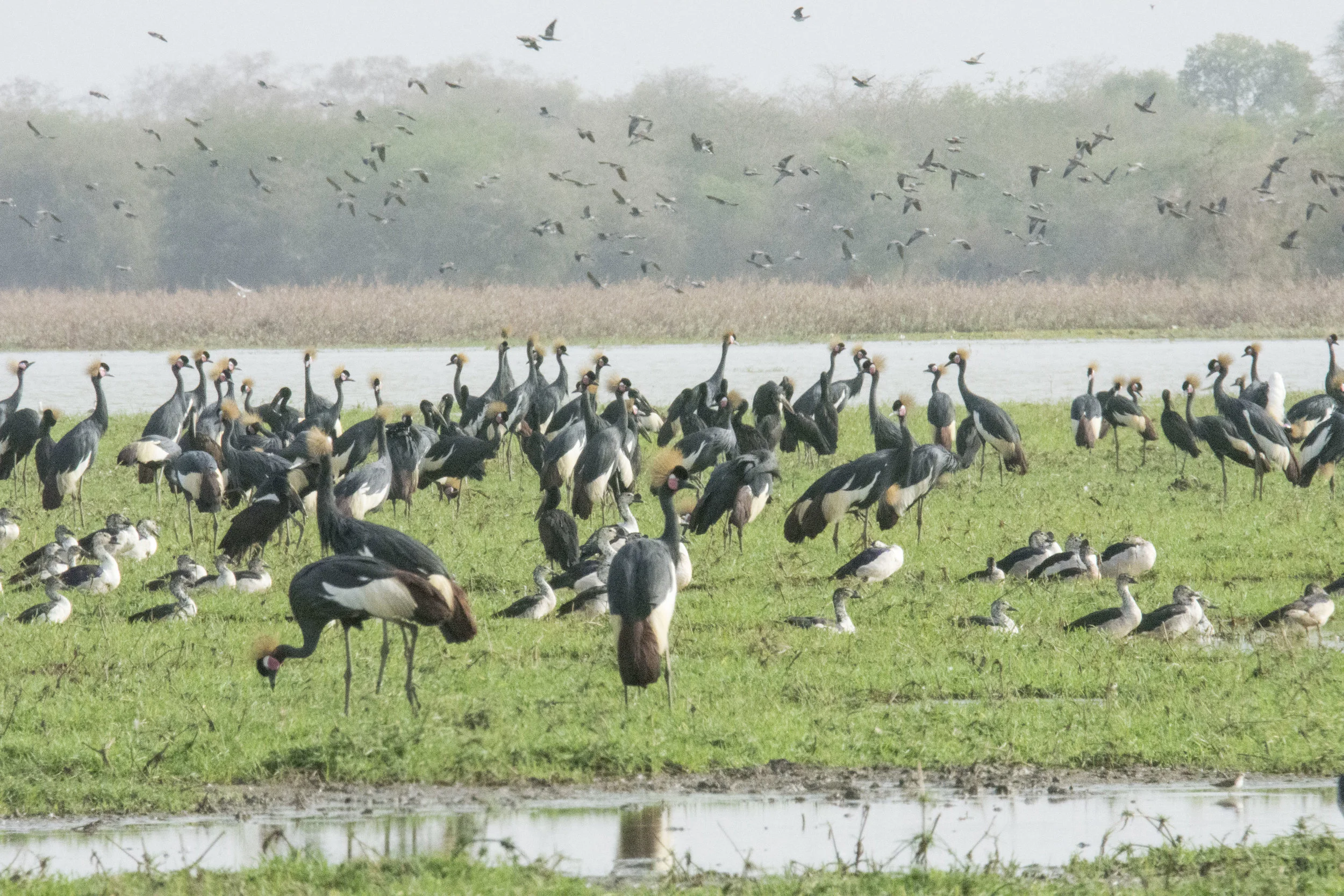 There are about 250 species of birds in the park. Photography by karoline Hood