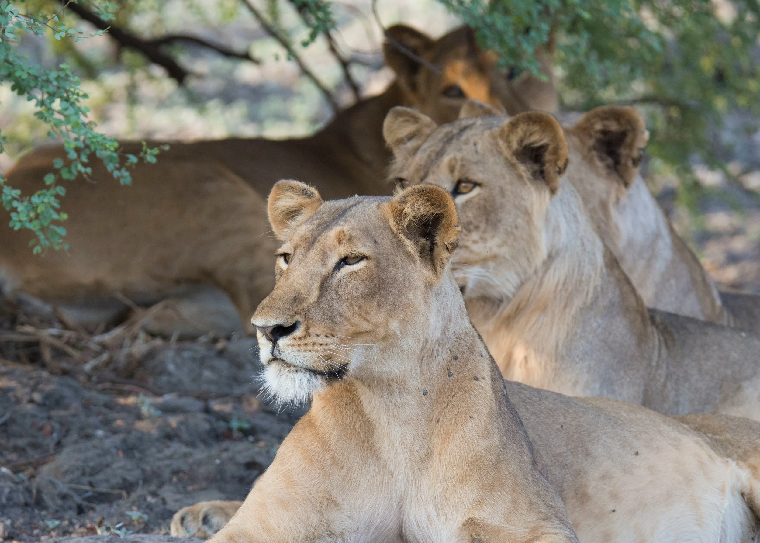 Zakouma Park. Chad, Africa. On this game drive, we got pretty close to this pride of lions, about ten of them. Zakouma is so remote you usually don't see any other vehicles. @africanparks is doing. a great job of protecting the park. .⠀⠀⠀
