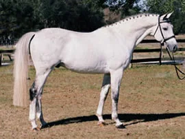 Stiletto earns his *Pg*