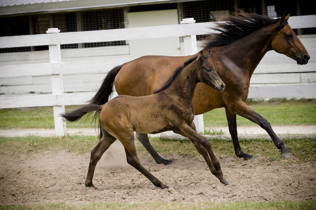 2011 Filly out of Fasta