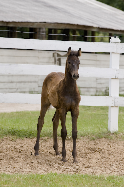 2011 Filly out of Fasta by Master