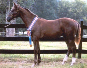 Mistro, owned by Julie Baxley.