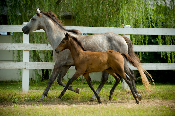 Stiletto *Ps* daughter Arisha with her 2010 filly by Imminence