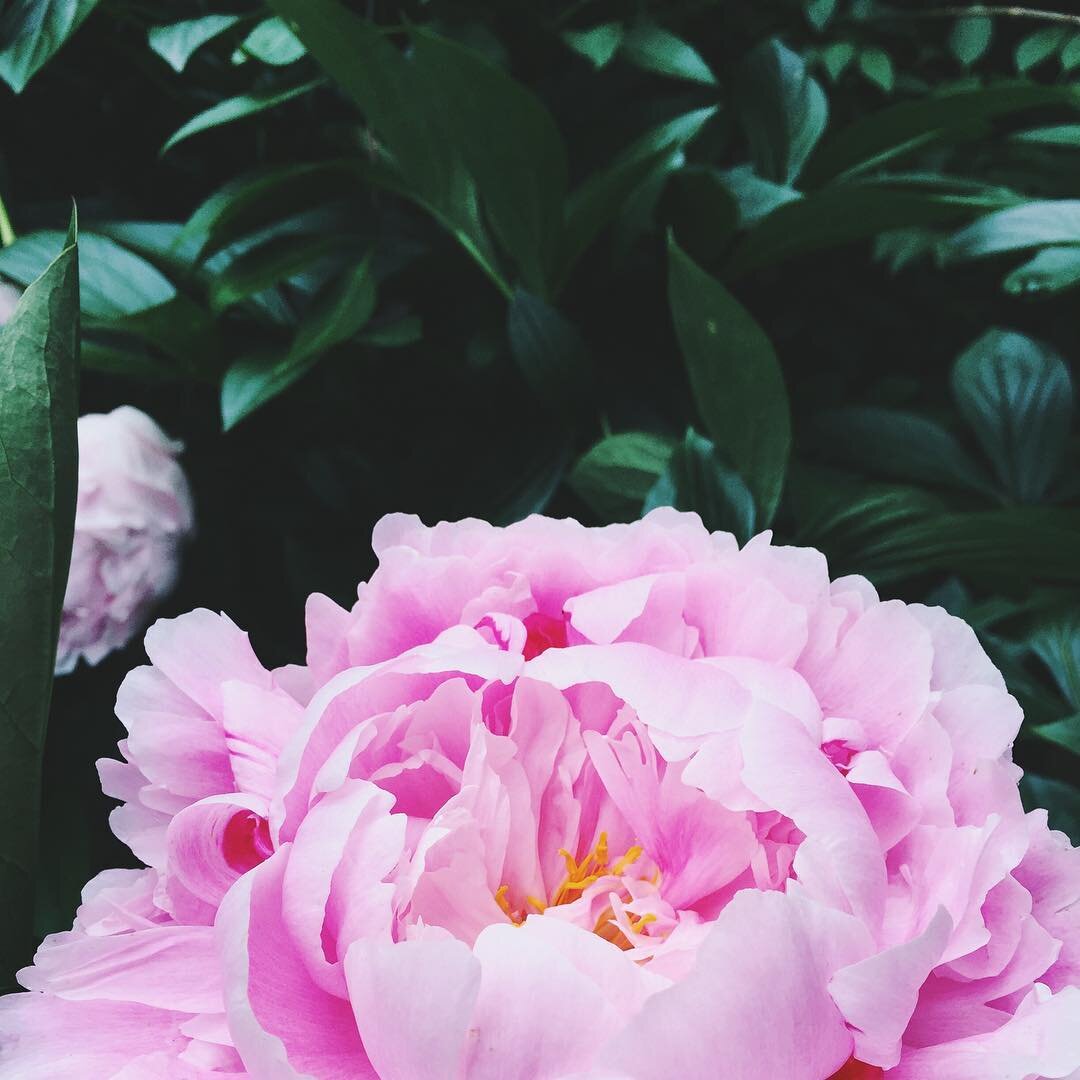 A bit of a different take on your usual peony photo on Instagram. 🌸

#ImGratefulFor the willingness of others to be open &amp; honest about all the messy stuff behind running a business. Talking about vulnerability with @kaylahollatz &amp; the #crea