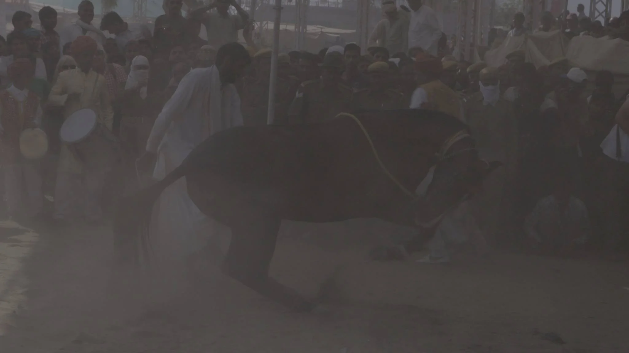 Horse Dance.jpg