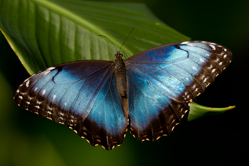 butterfly.jpeg