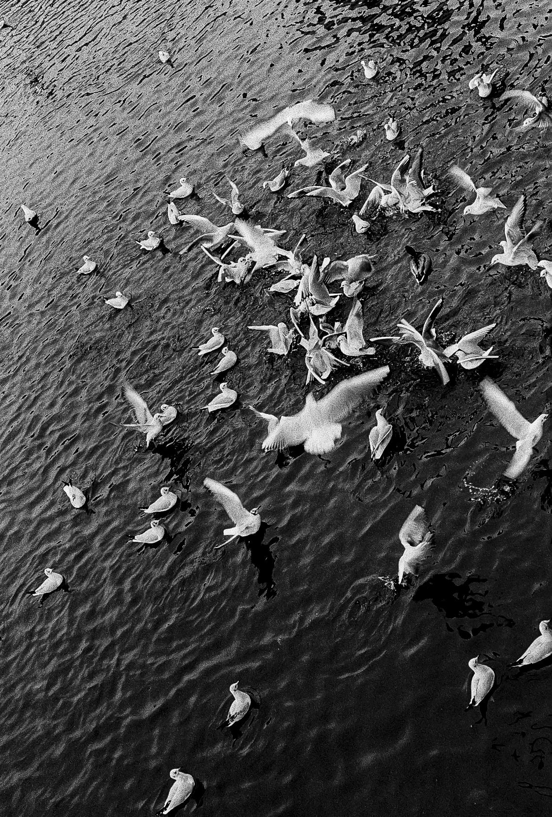 Seagulls in the Vltava by the Karlovy Lázně stop.