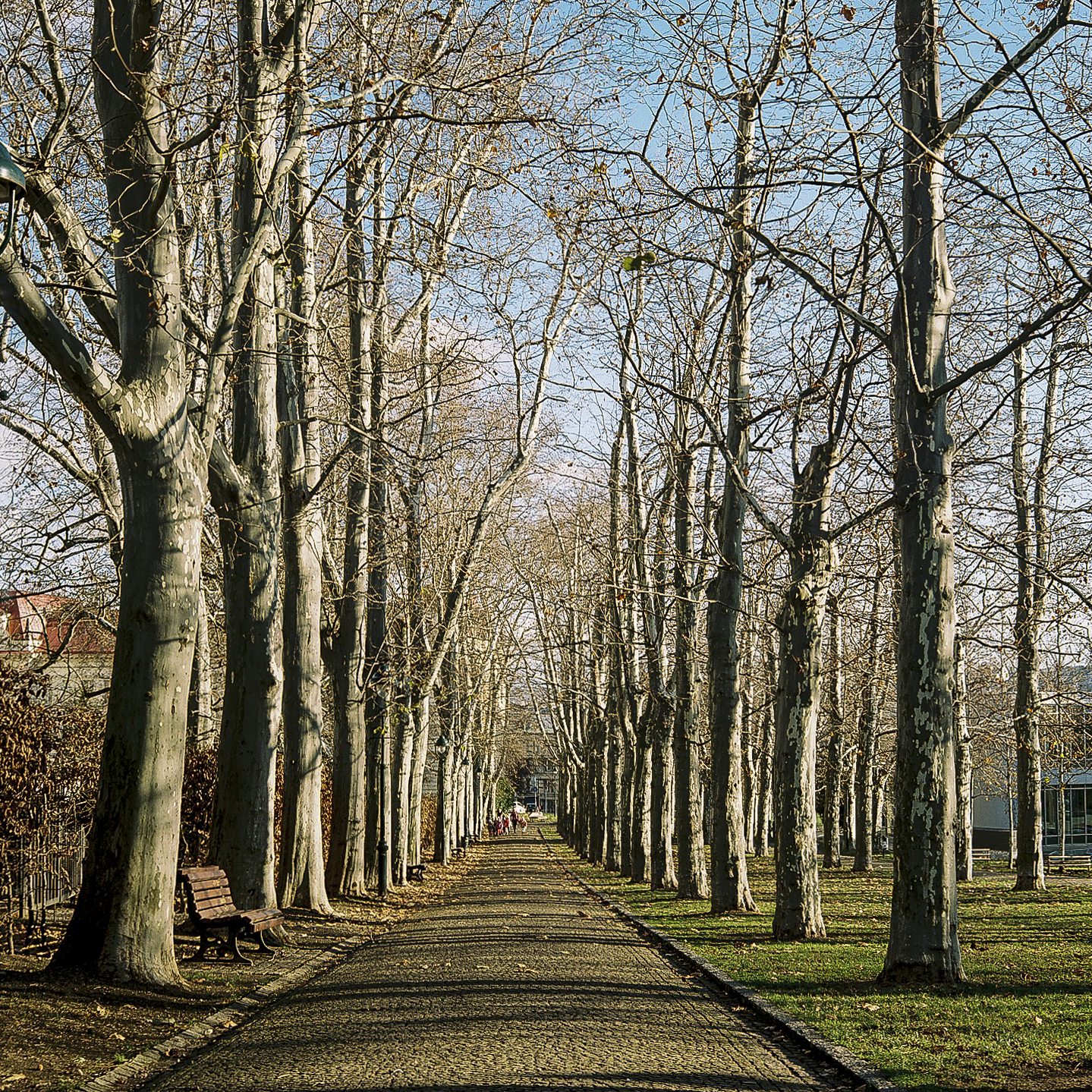 Pathway in Letná Park.