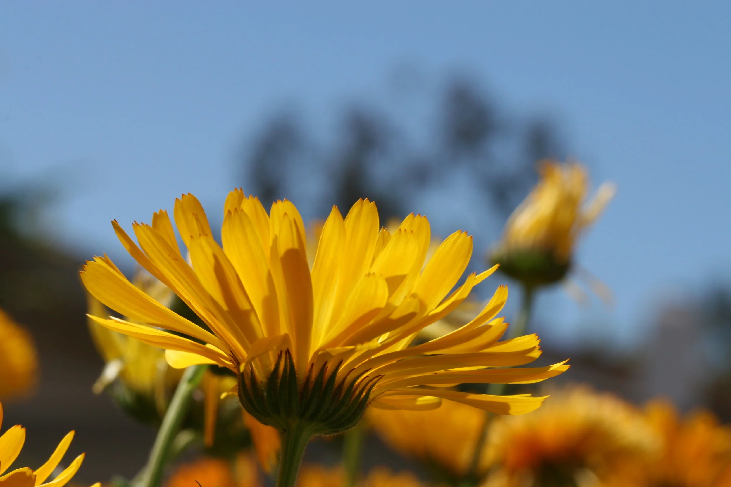 "Multi-Personality" of Our God?