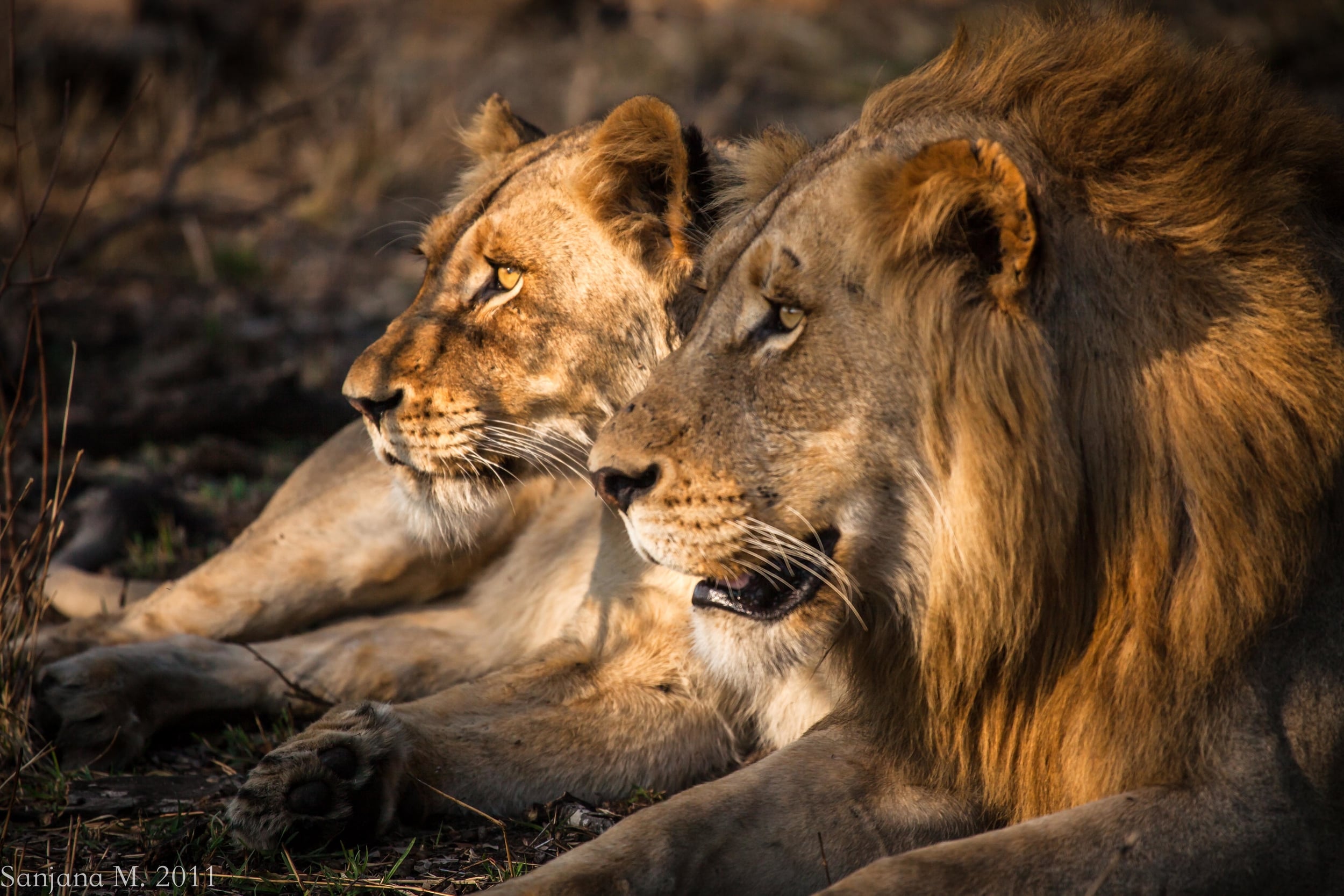 This young pair of African lions was trying to figure out how to mate for the first time. We caught them in deeply dappled sunlight, and I managed this powerful image as they both suddenly went on high alert; a herd of elephants was approaching, whi