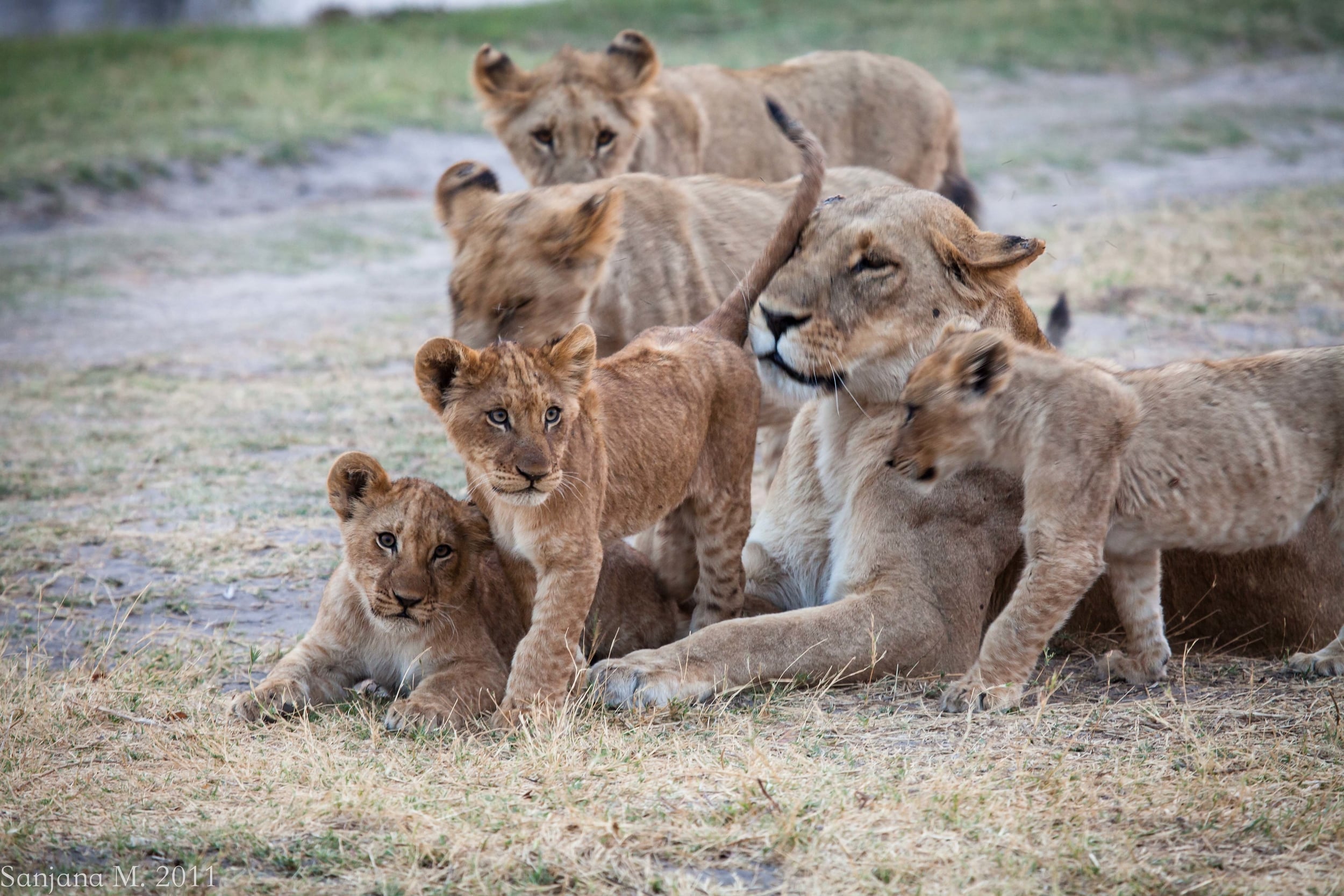 A young litter of cubs surrounds their mother in the late evening, playing and rubbing against her for comfort and strengthening social bonds. The bonds between a pack are crucial for hunting, but also uncharacteristically friendly - often for no re
