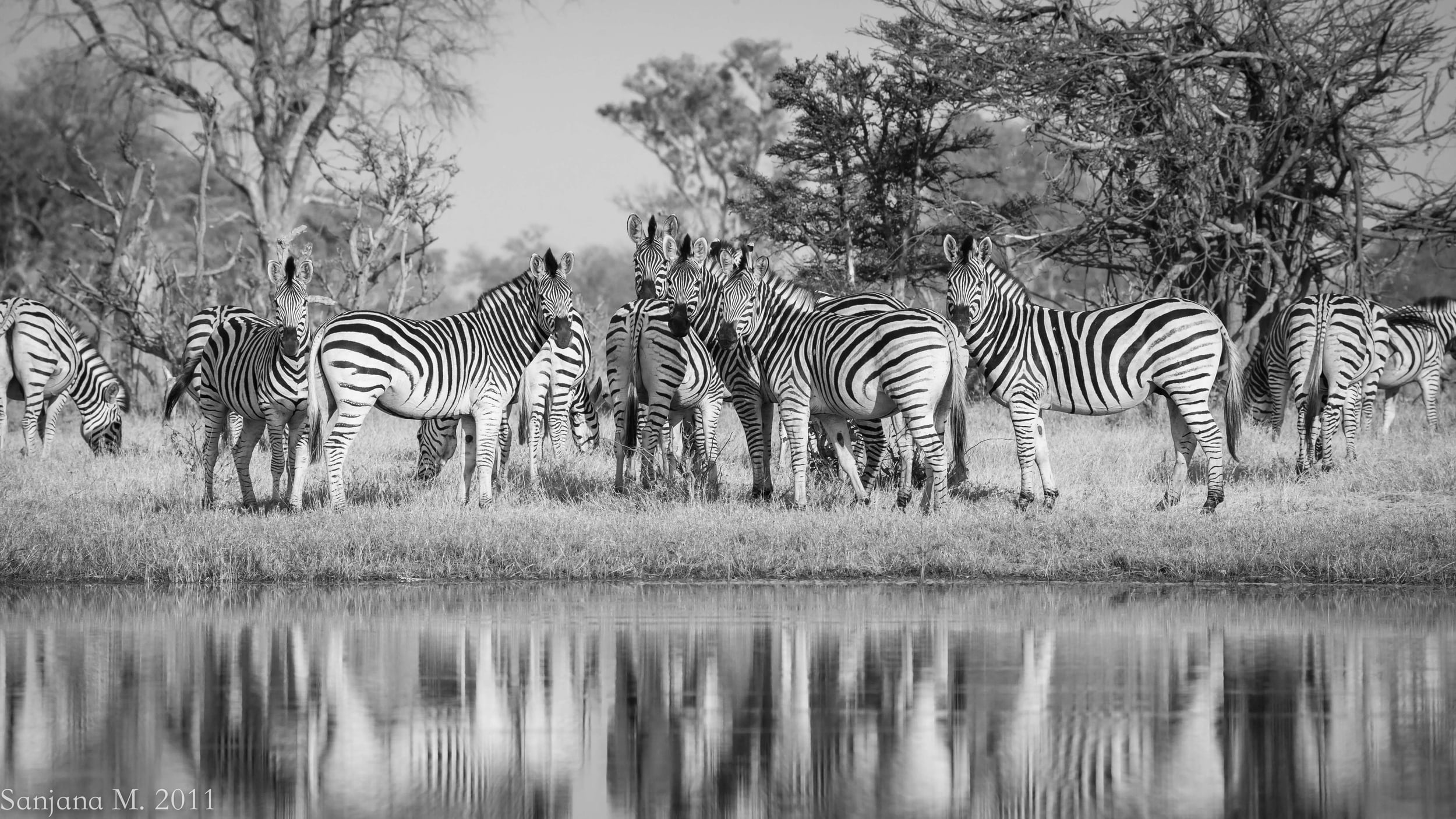 Collective nouns are a peculiar thing, but delightful for lovers of the English language. Zebras, for example, together are called a dazzle. A dazzle of zebras. This image demonstrates why. Sabi Sands, South Africa, 2011.