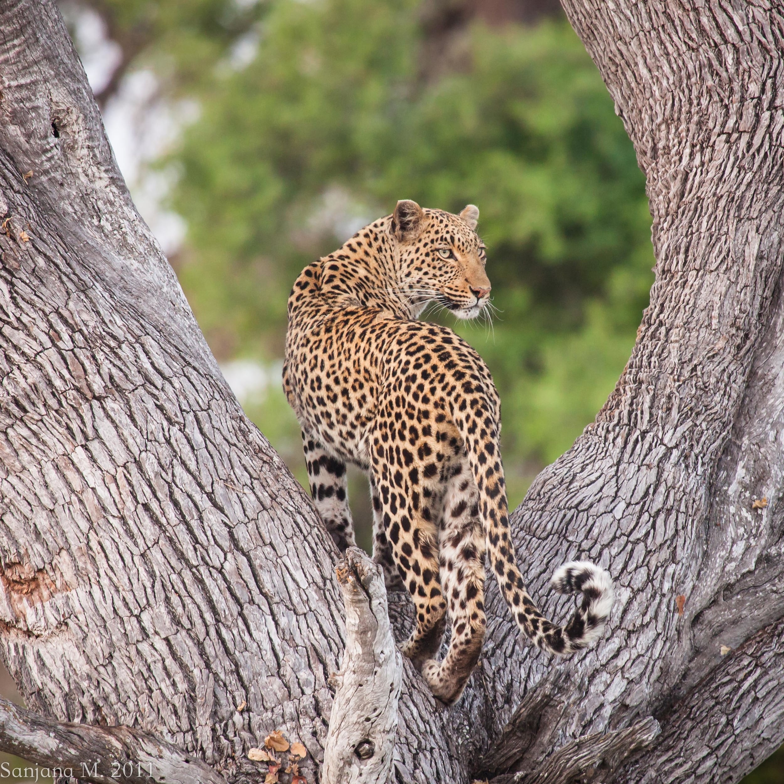 Leopards in trees might be one of my favourite things ever. Sabi Sands, South Africa, 2011.