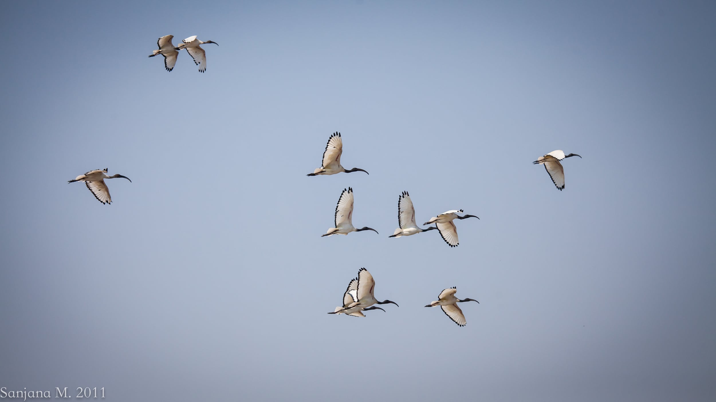 The African sacred ibis was central to Egyptian mythology, seen as the representative of the god Thoth, god of wisdom, knowledge and writing. It was considered the herald of the flood and is found mummified in tombs across ancient Egypt. Howeve