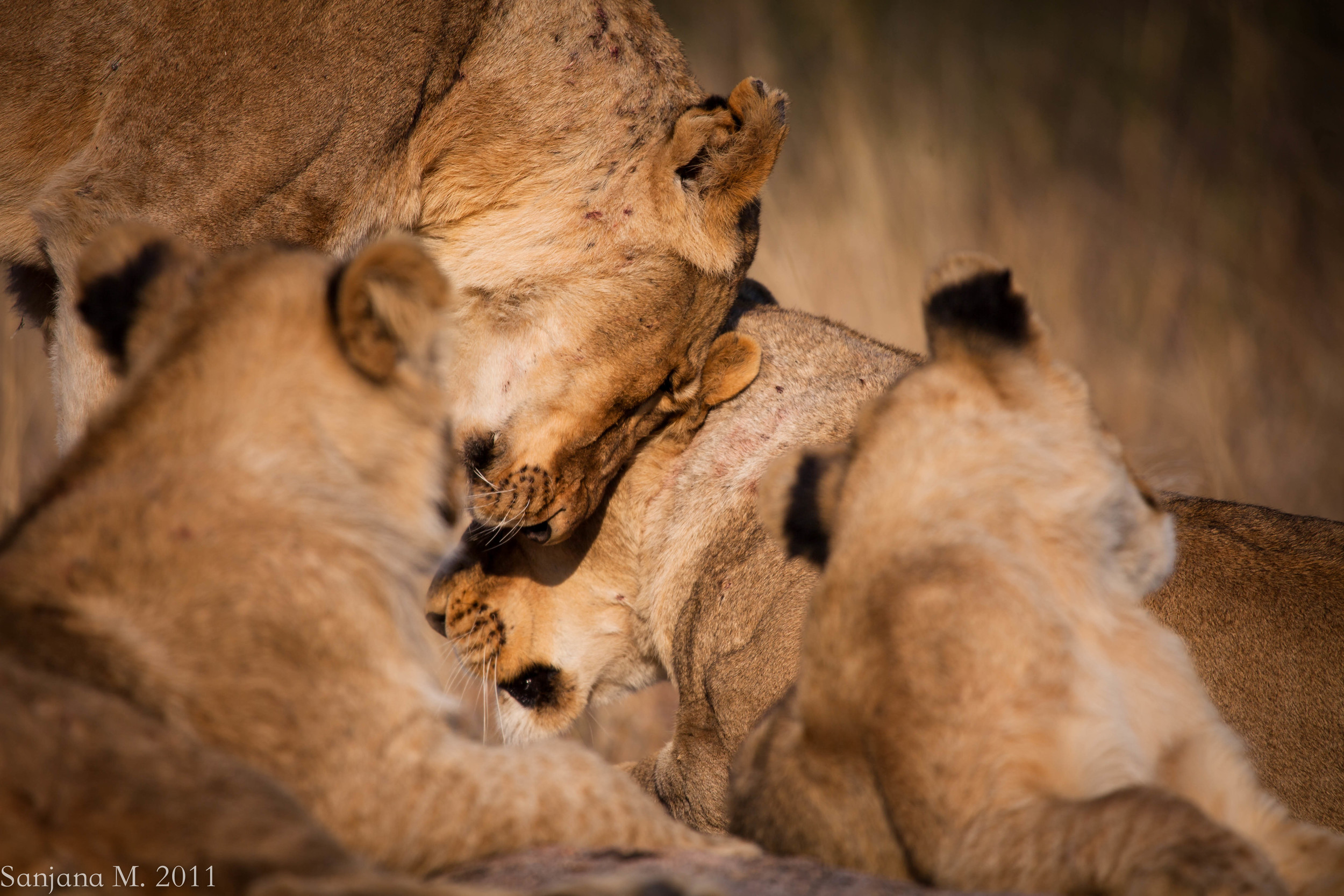Sisterhood between the females of a pride is a key part of social bonding. Nuzzling strengthens these bonds, I imagine in much the same way that touch between humans stimulates oxytocin production. Cubs watch and learn. Botswana, 2011.