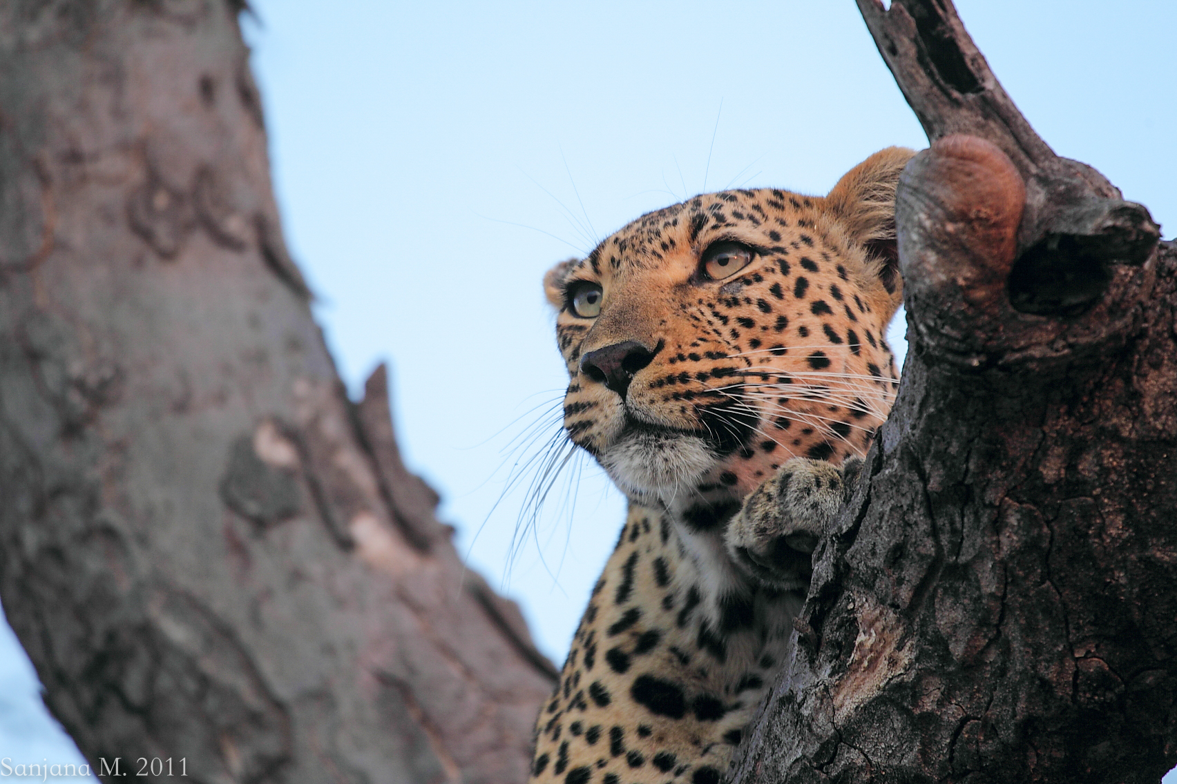 The cool blues of the evening set off the the vibrancy of this female leopard's coat, as she languidly draped herself across the branches. Watching out for predators and prey alike, she gazed calmly out into the distance, giving us ample opport