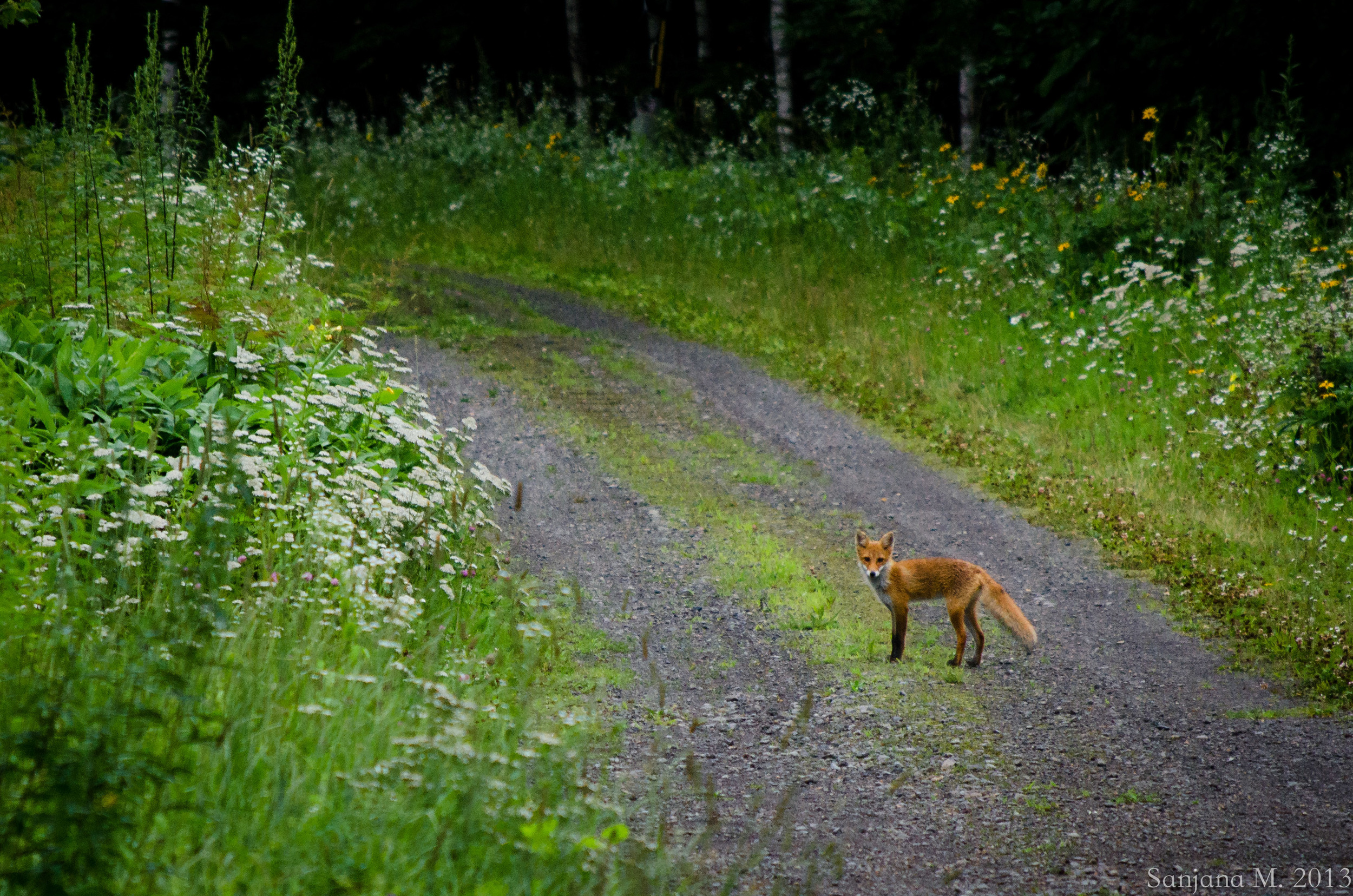 Curiosity
