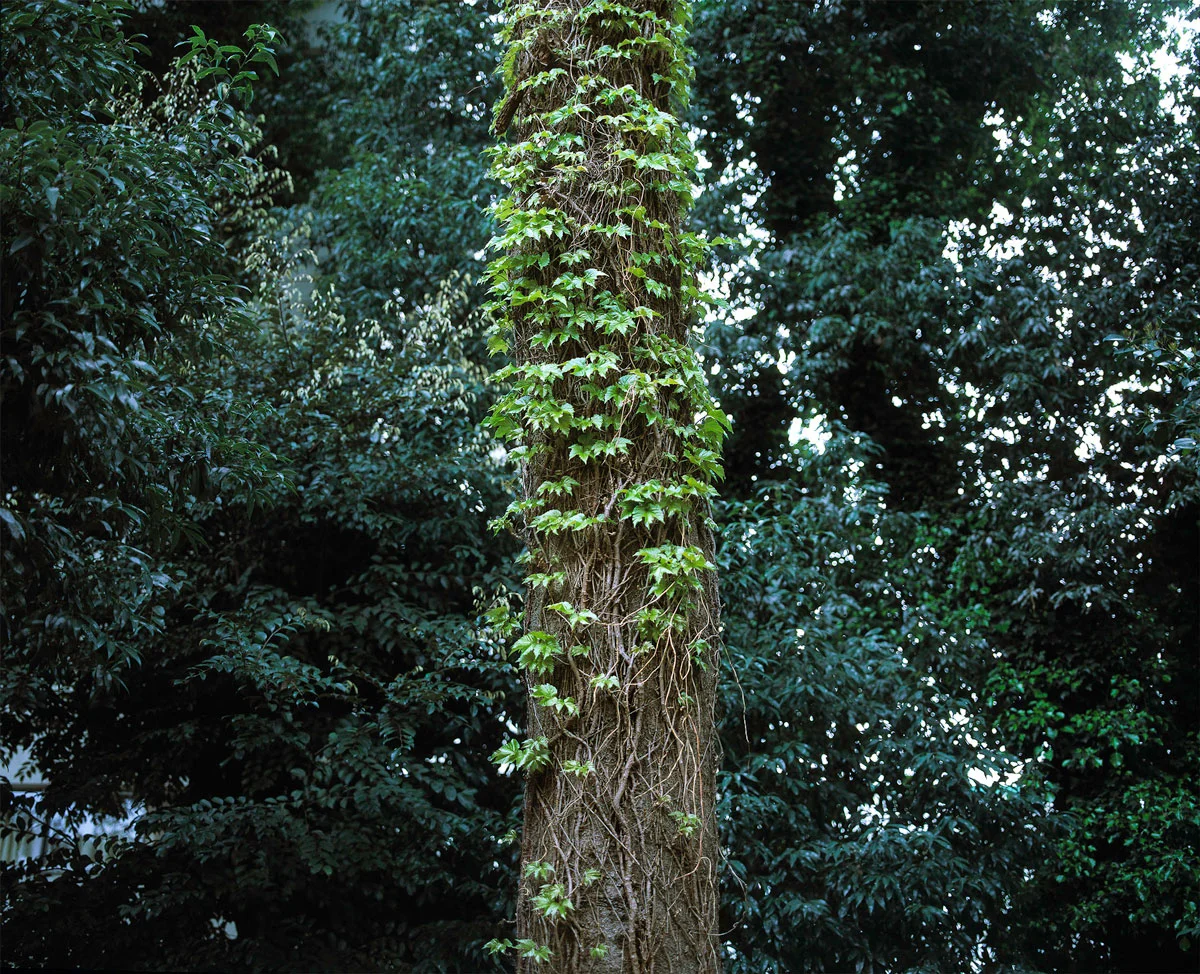 Yotsuya Trunk, 2015.