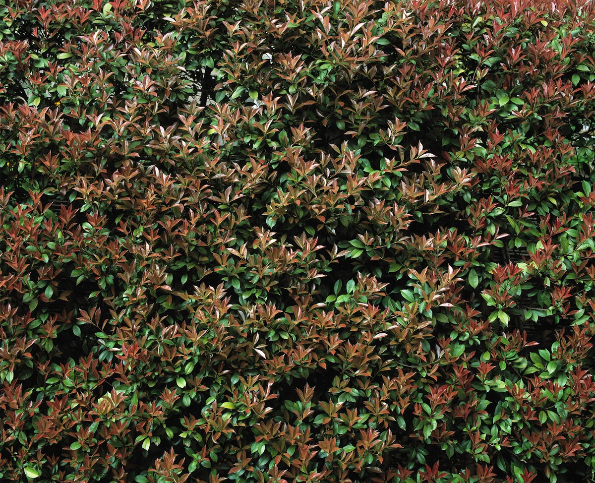 Sendagaya Hedge, 2015