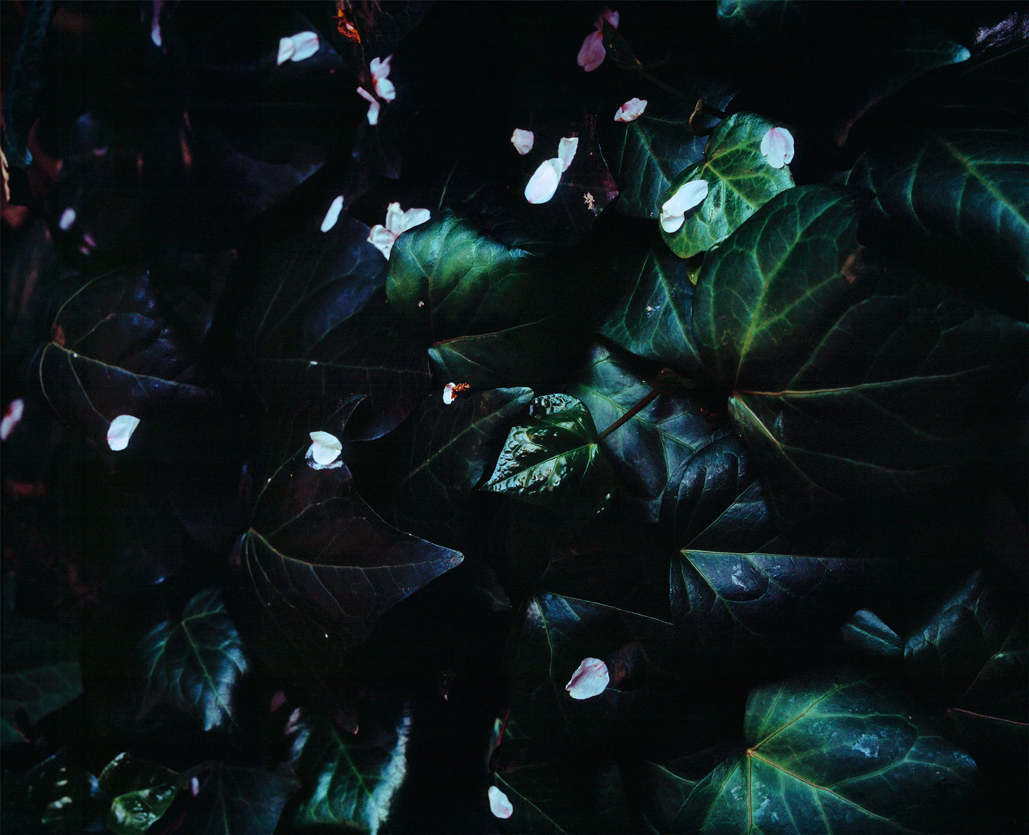 Omotesando Dark, 2015