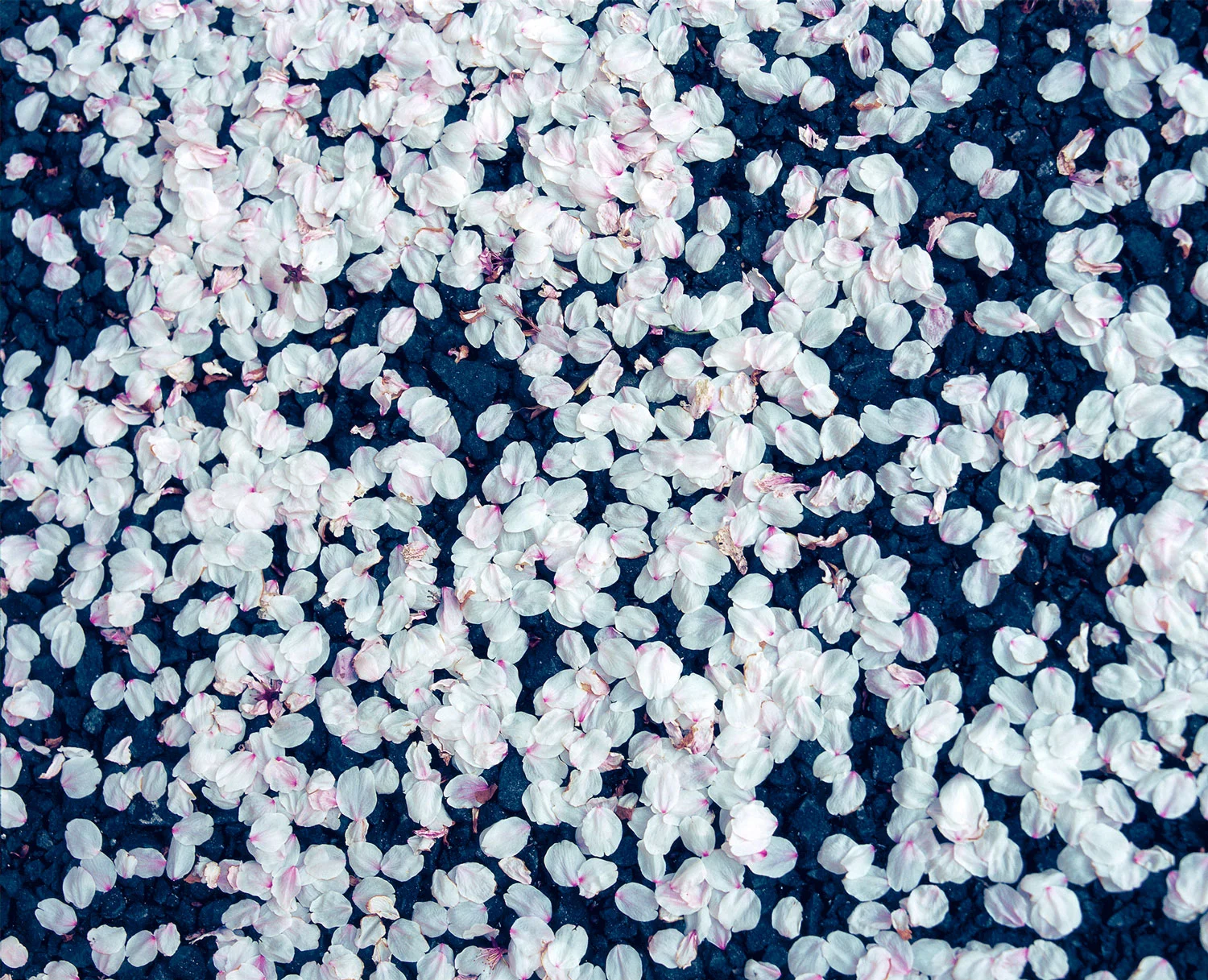 Sakura's Sakura, 2015