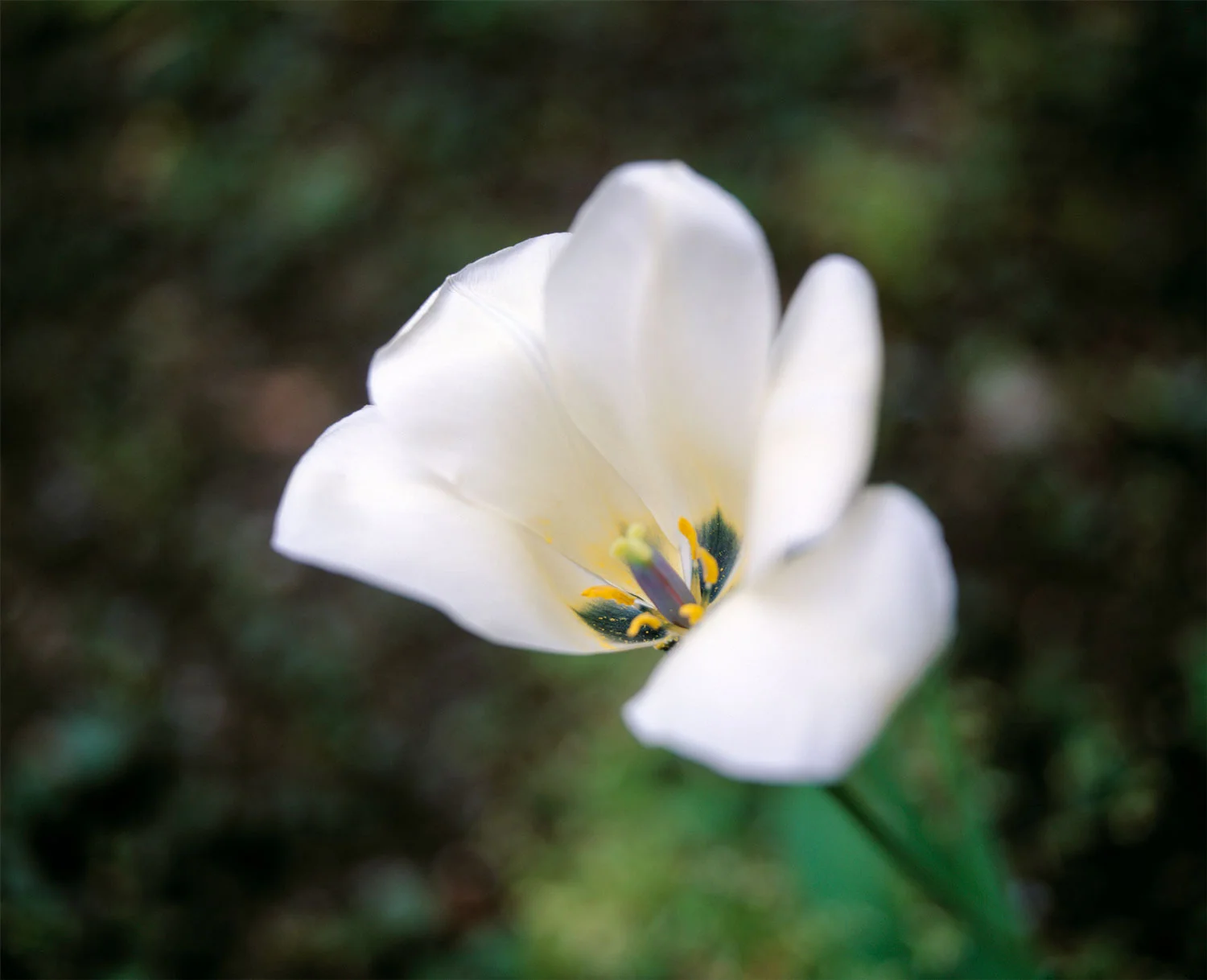 Mikiko White, 2015