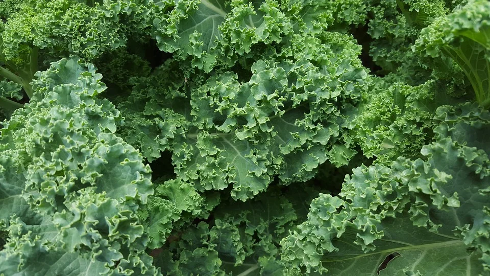 Kale Love