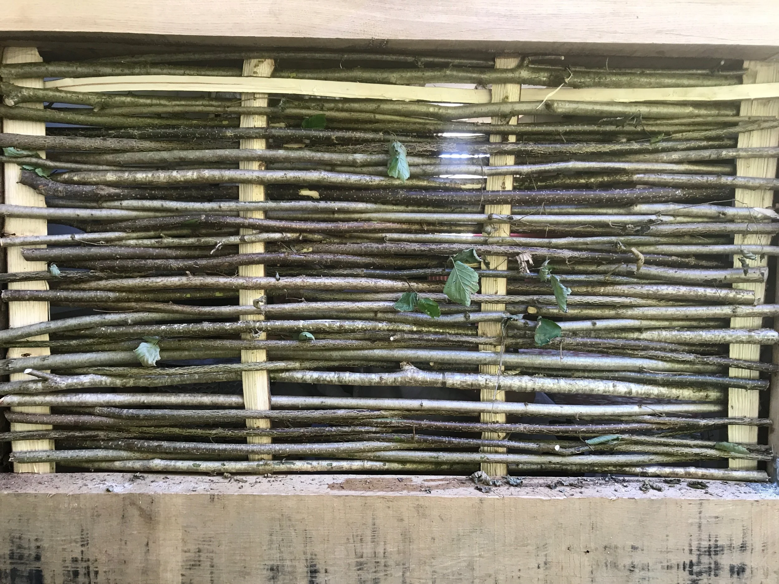 This image shows Hazel laths woven between Chestnut staves which have been  set between recently repaired structural Oak timbers.