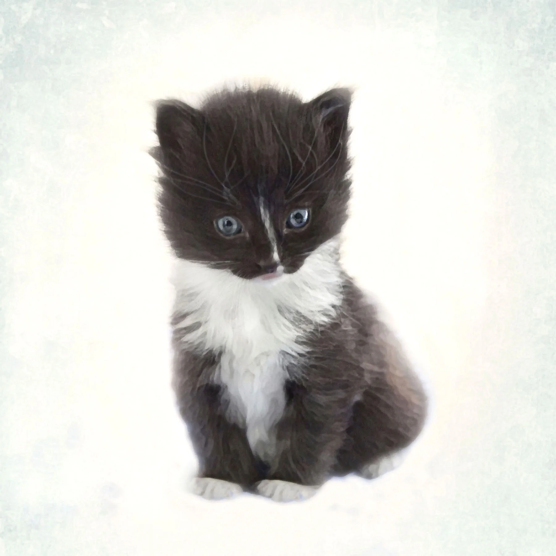 Kitten cards Pixie.jpg