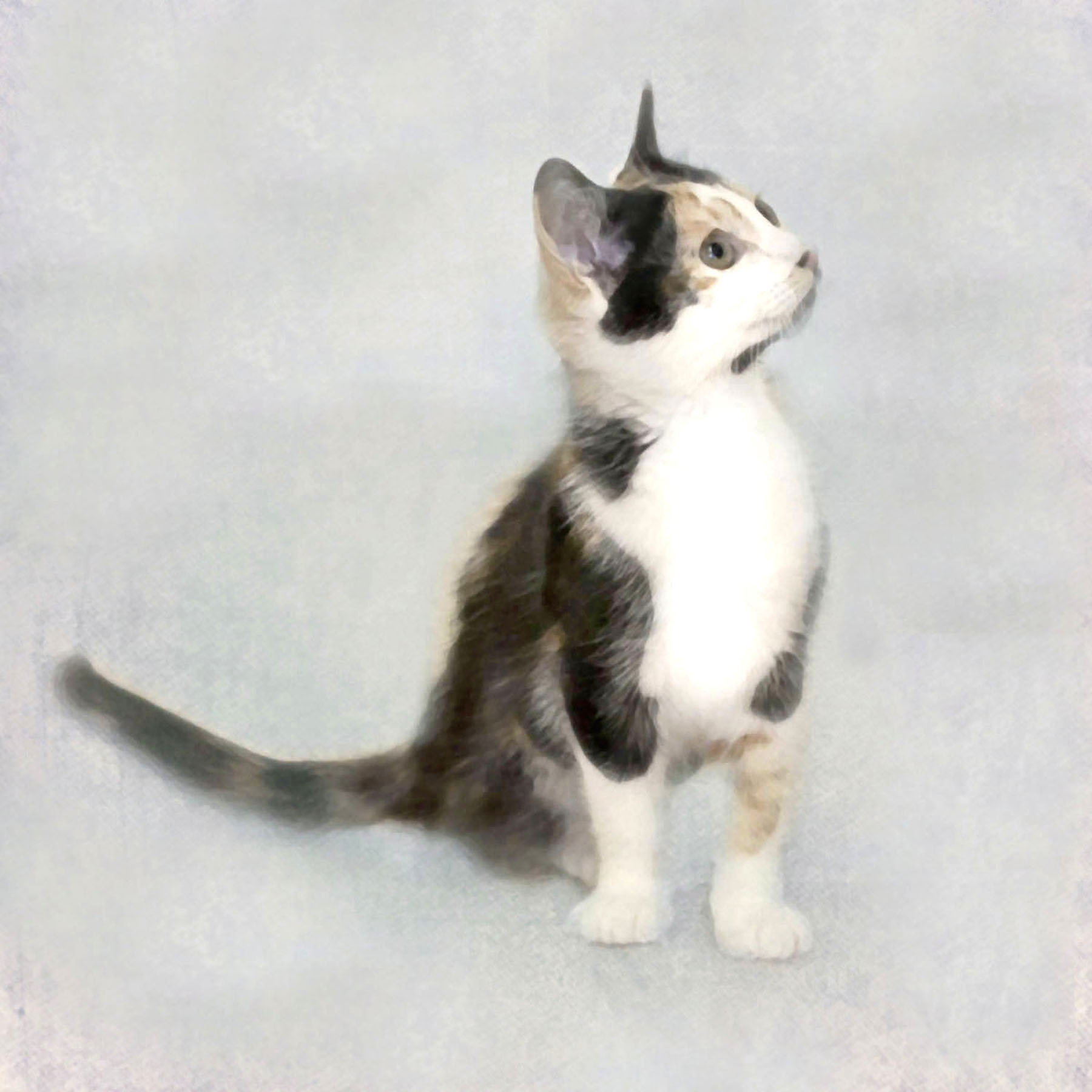 Kitten cards Mims.jpg