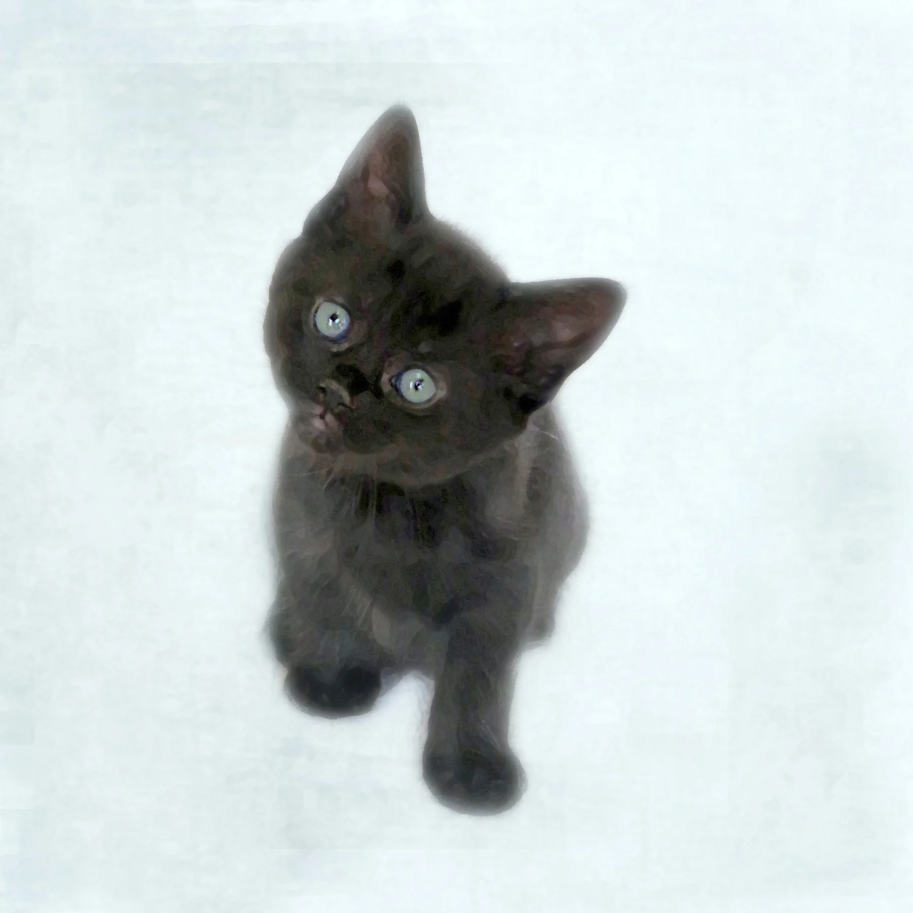 Kitten cards Sooty.jpg