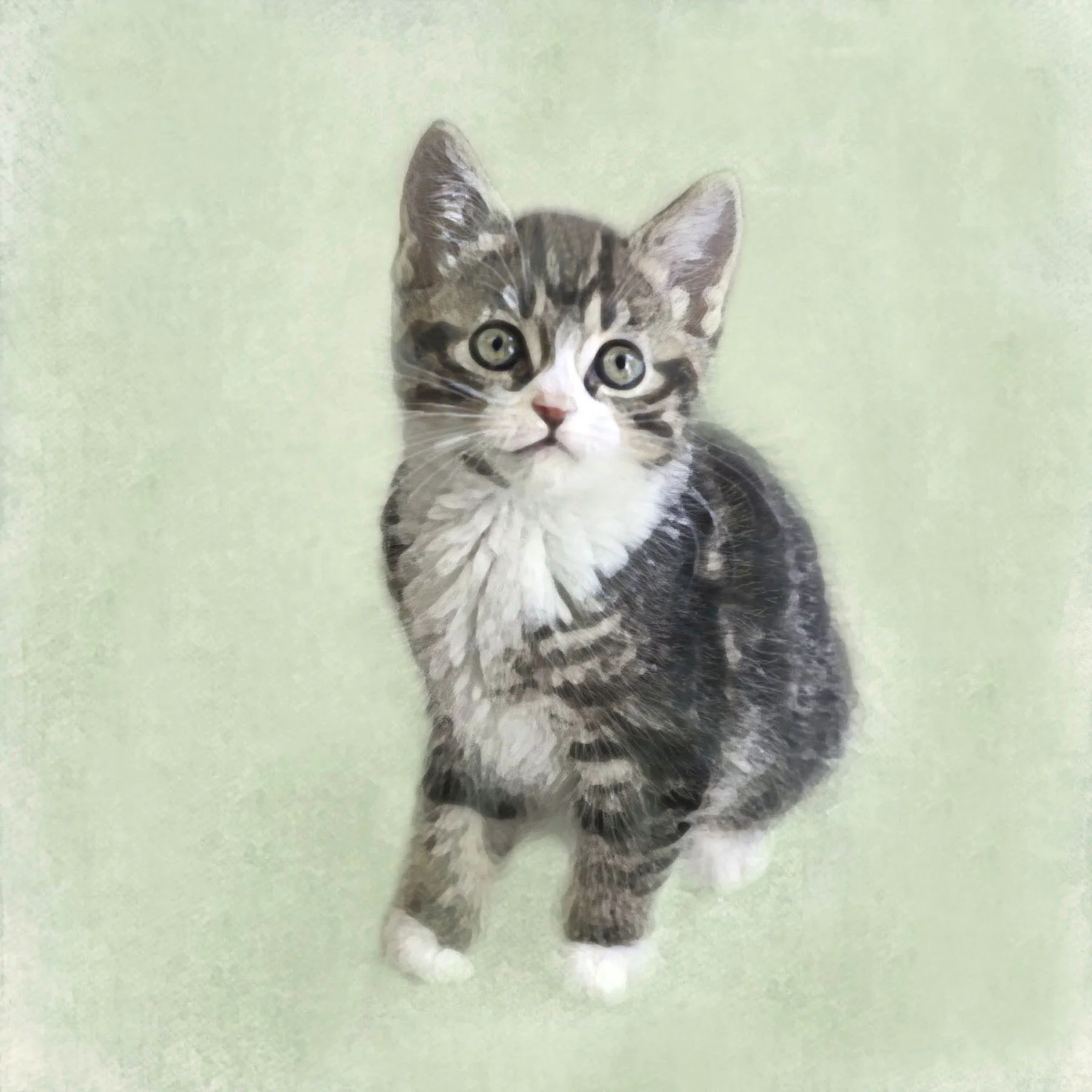 Kitten cards Tiny .jpg
