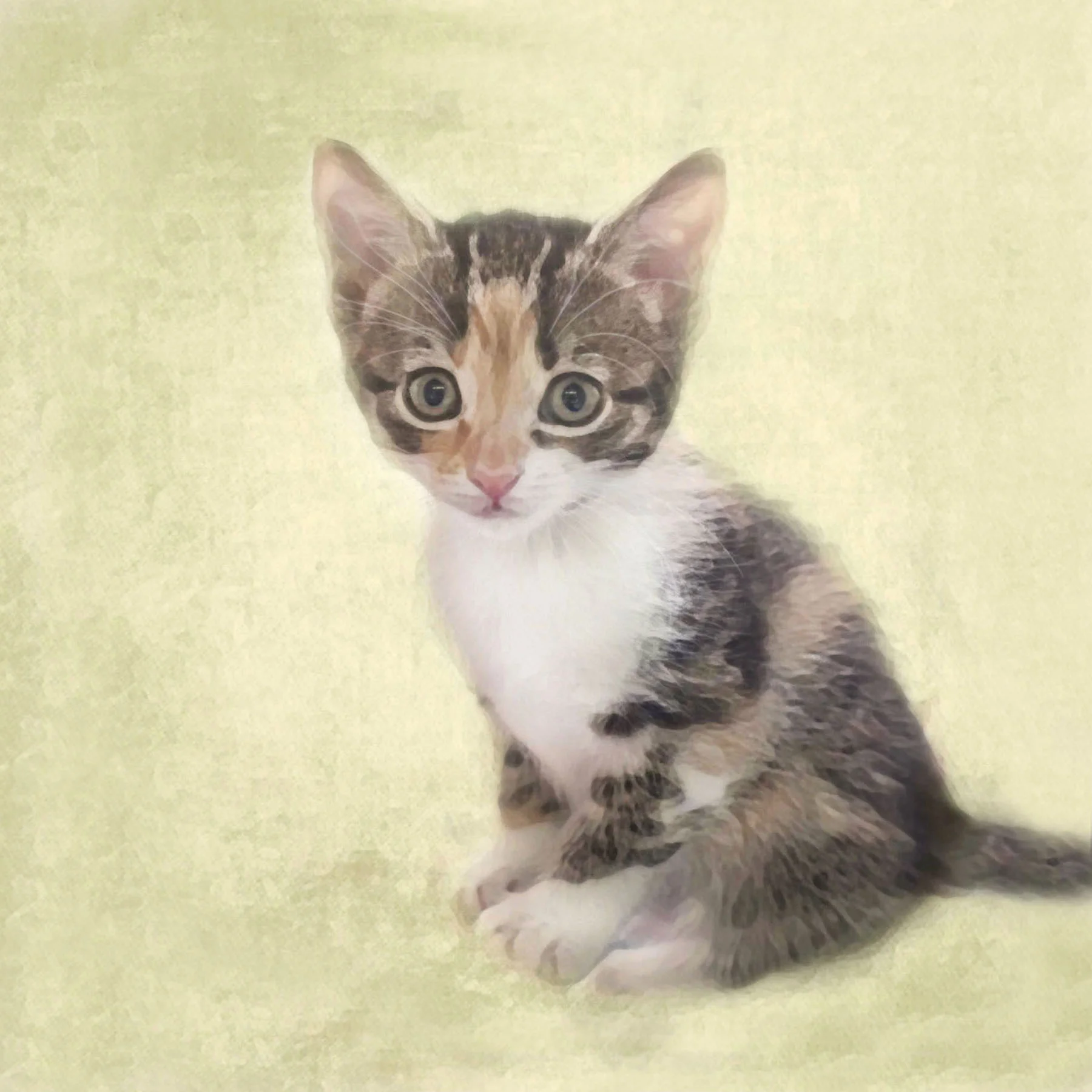 Kitten cards Tortie.jpg