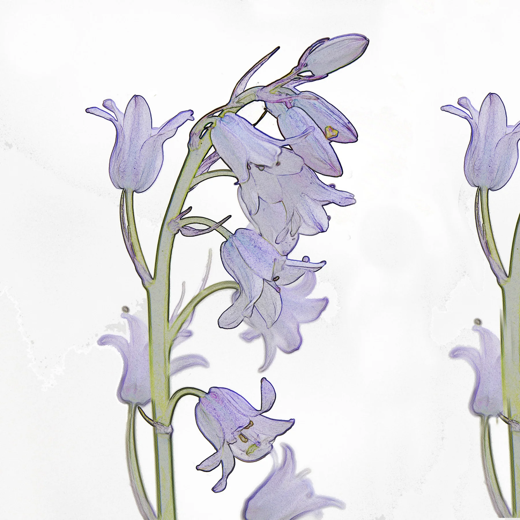 bluebells.jpg