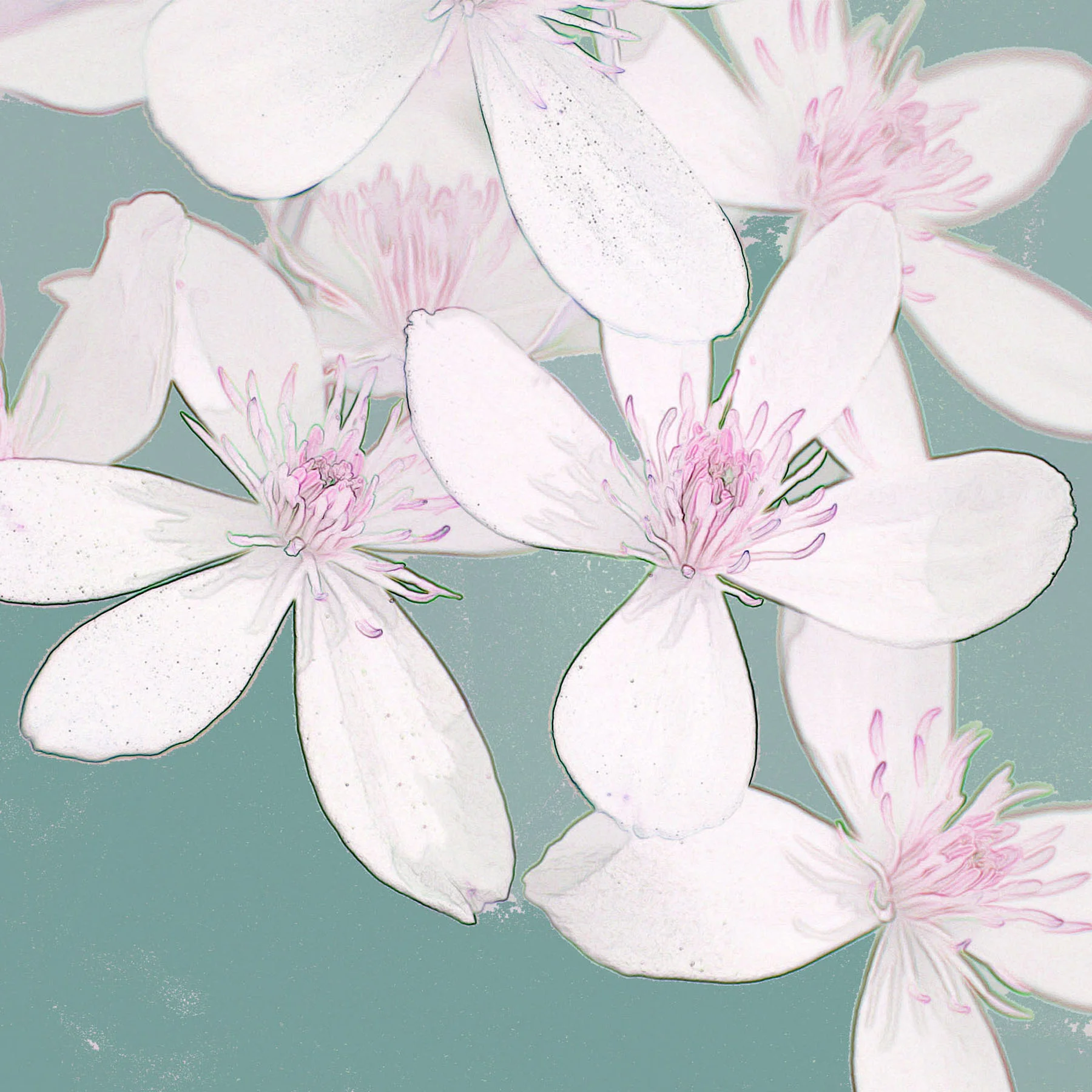 Clemetis pink.jpg