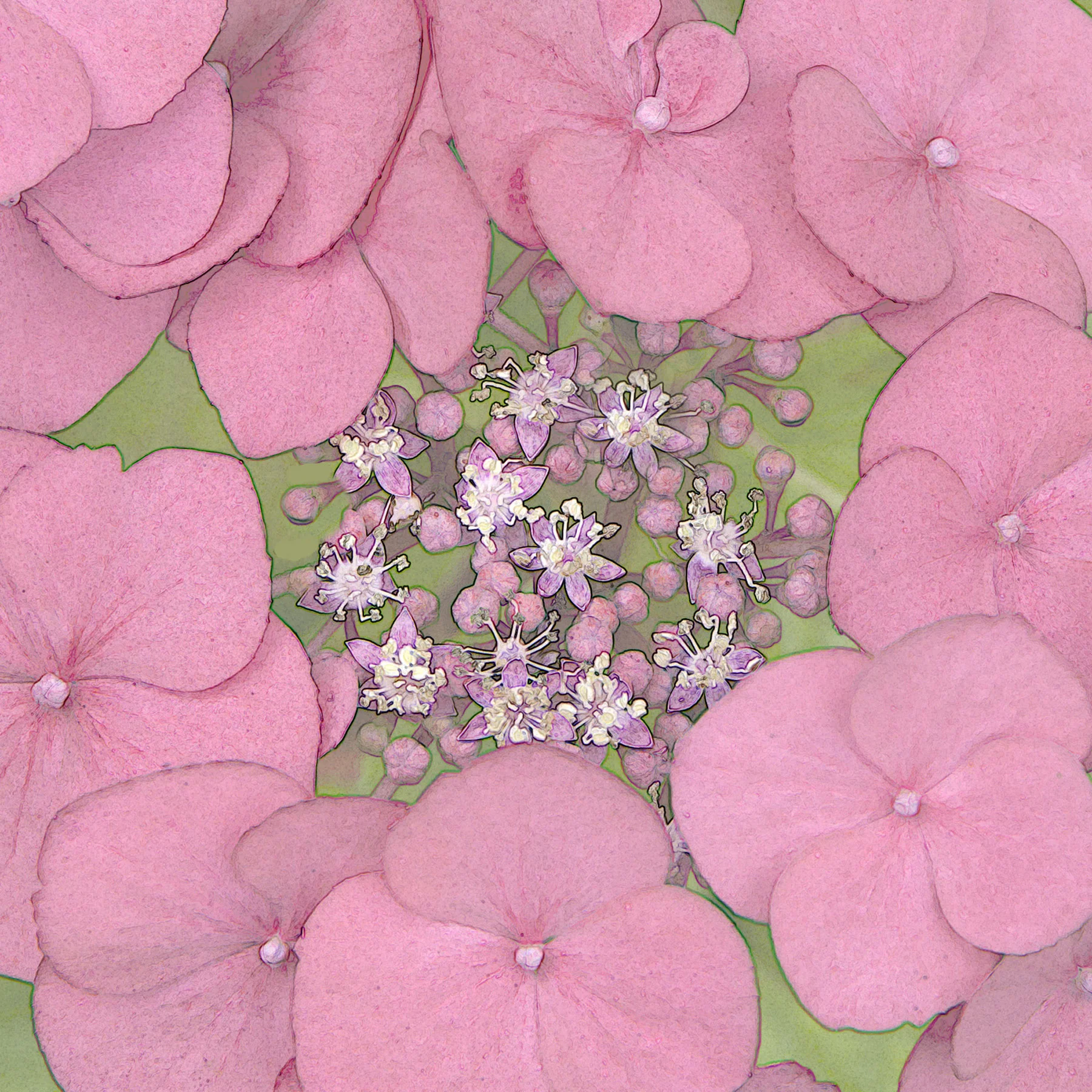 hydrangea pink.jpg