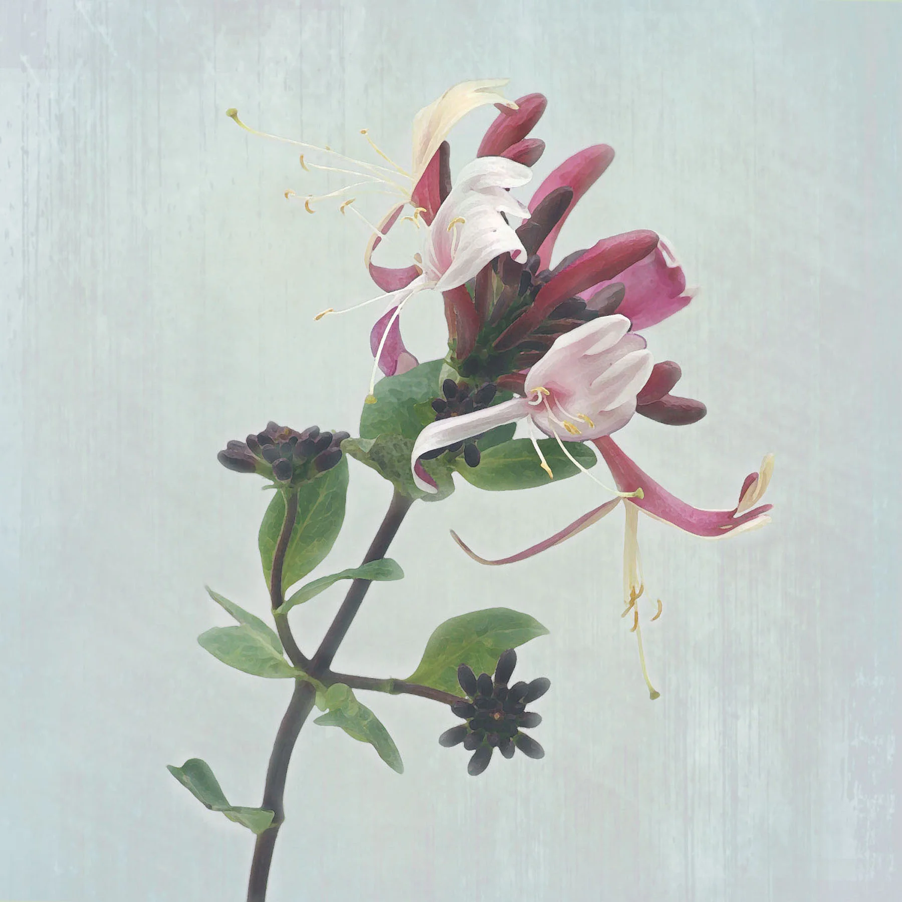 honeysuckle.jpg