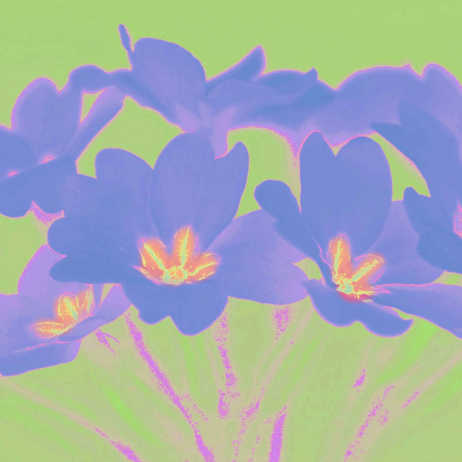 Primroses blue.jpg