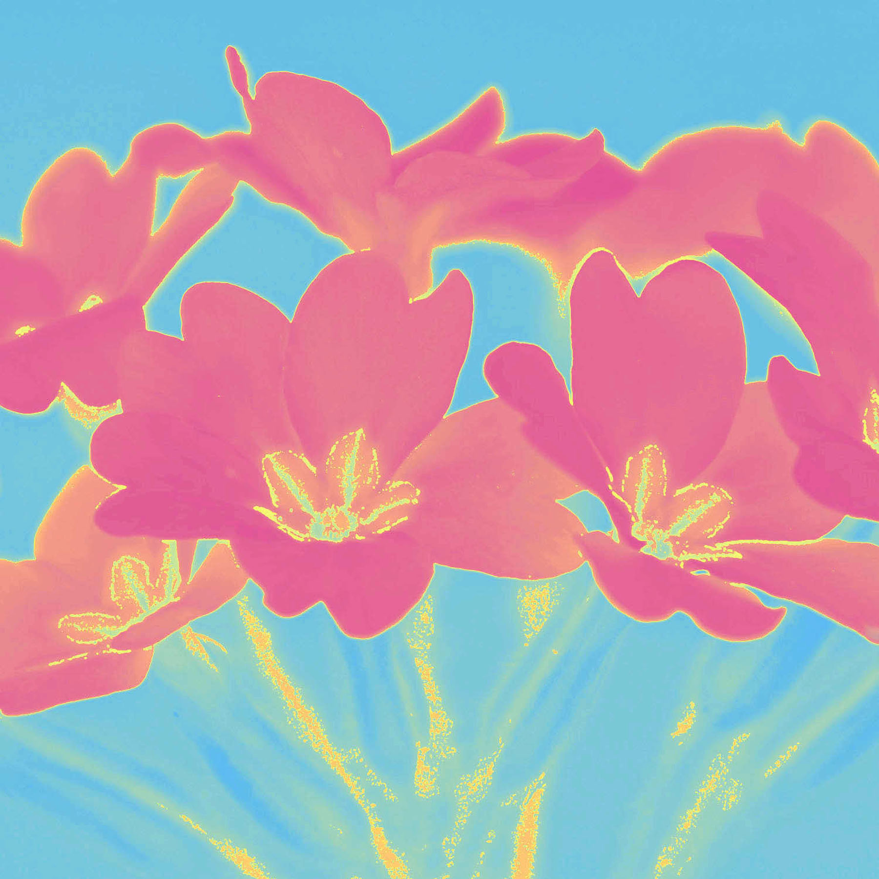 Primroses red.jpg