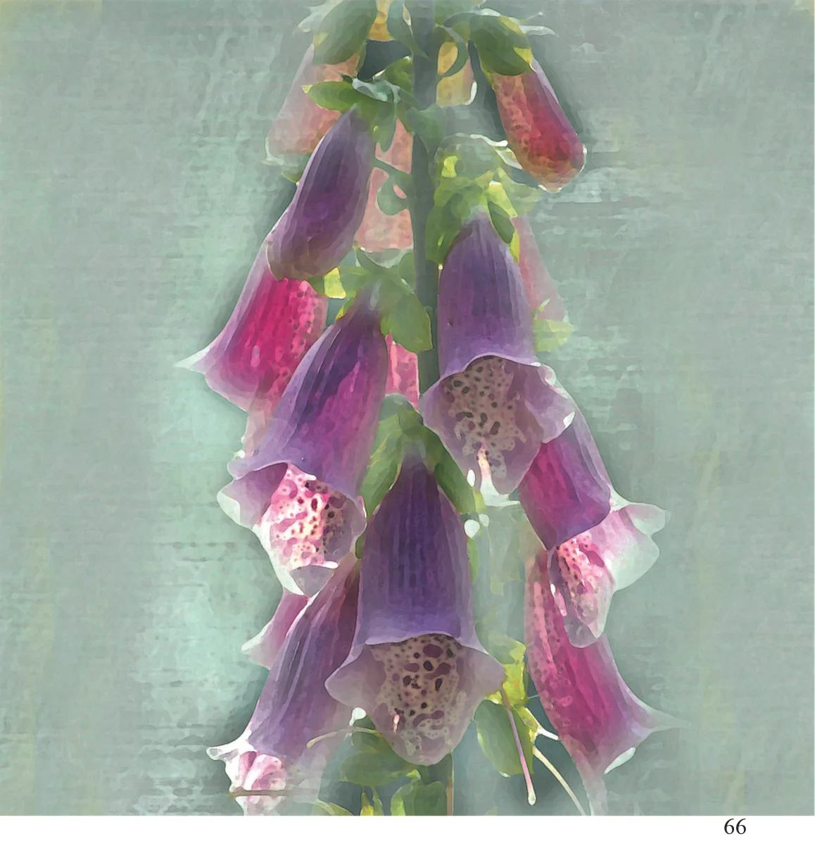 Alison Parsons Smith
