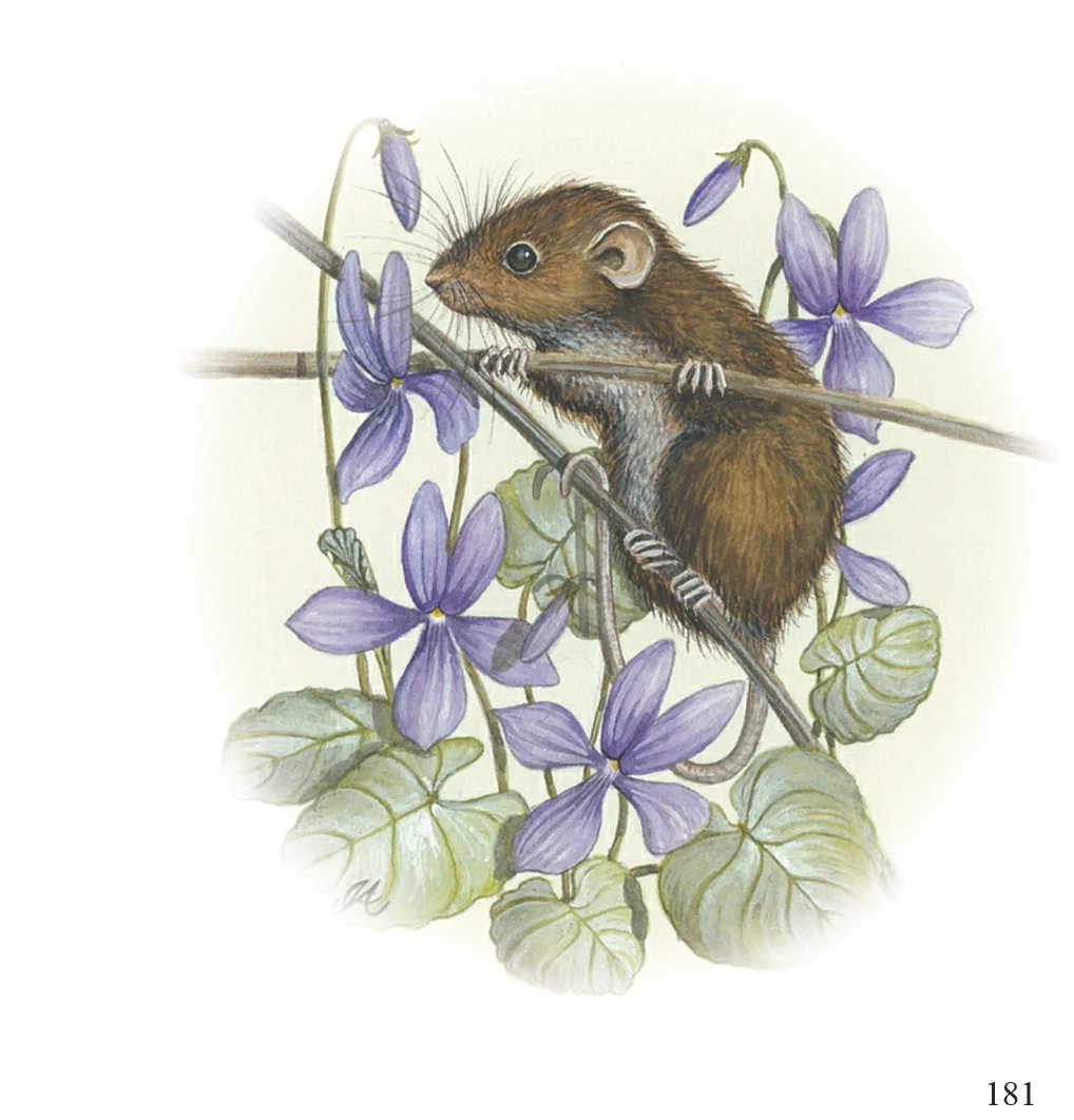 181 foraging Jenny Allen.jpg