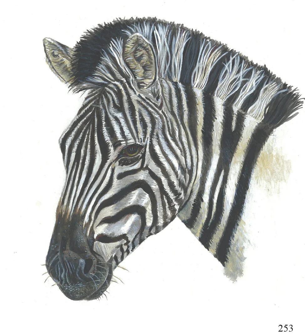 253 zebra sarah Blackwell arty cards 6x6.jpg