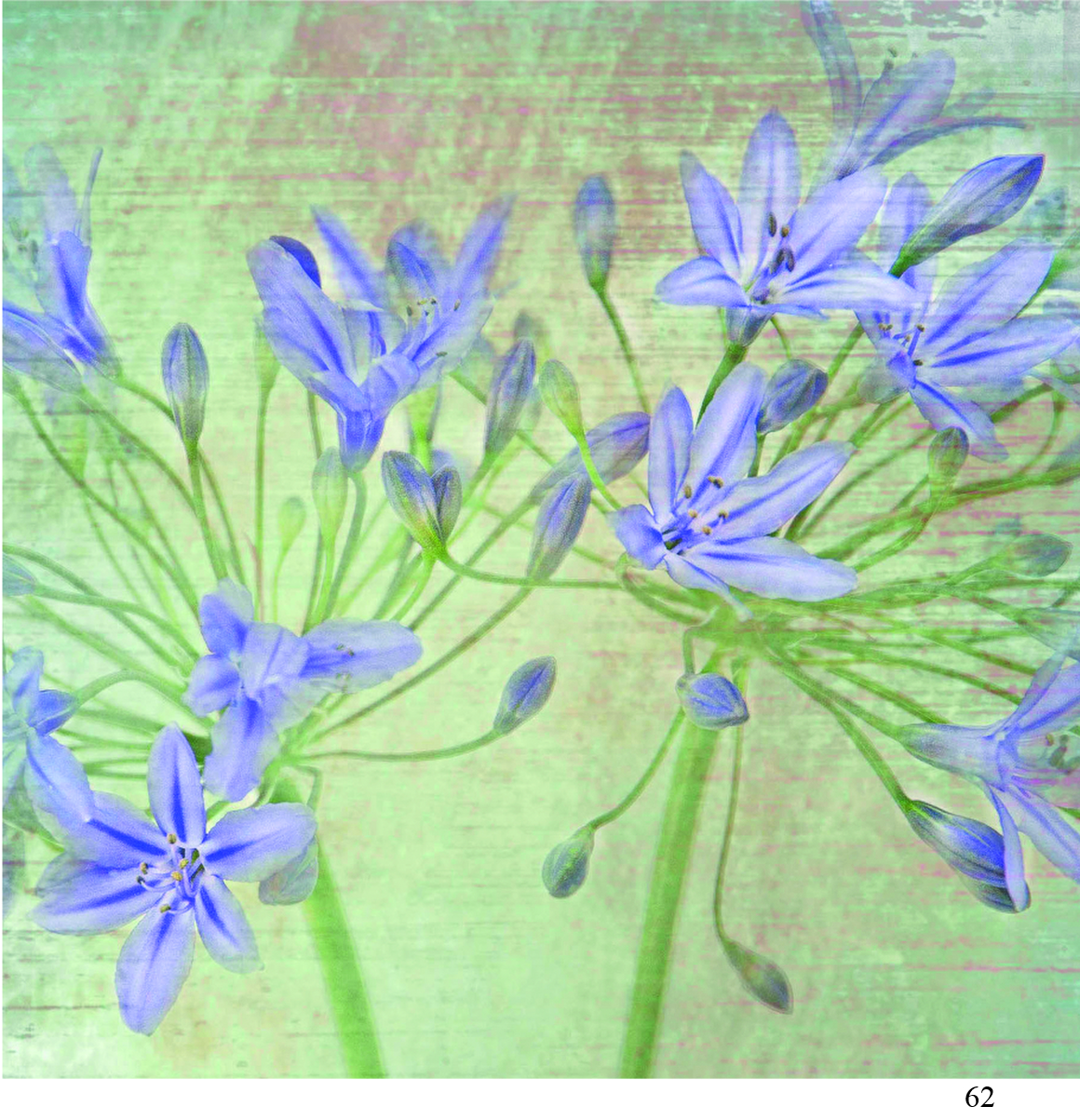 62 agapanthus Alison Parsons Smith arty cards 6x6.jpg