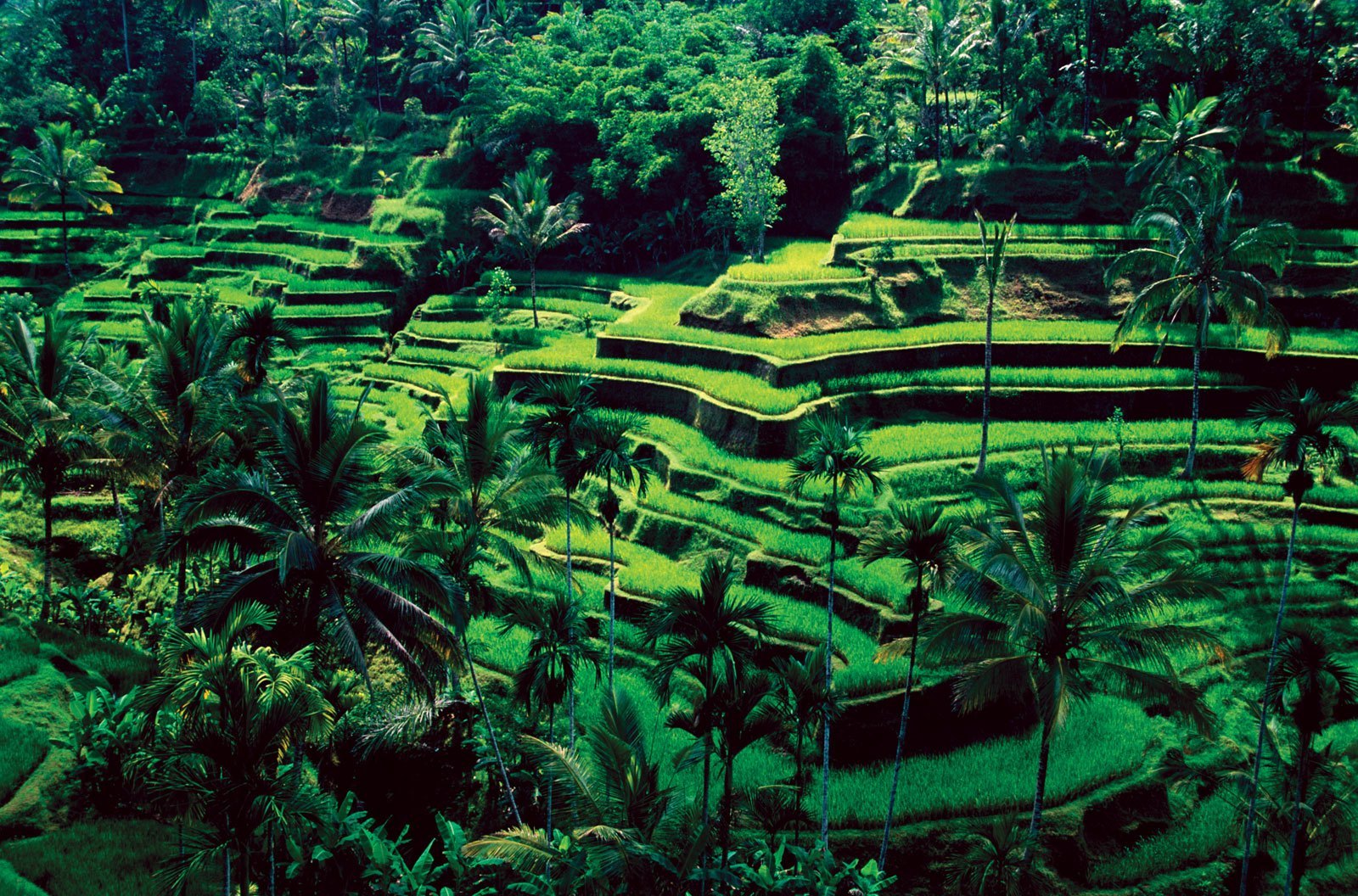 Bali-Ubud-rice-fields1.jpg