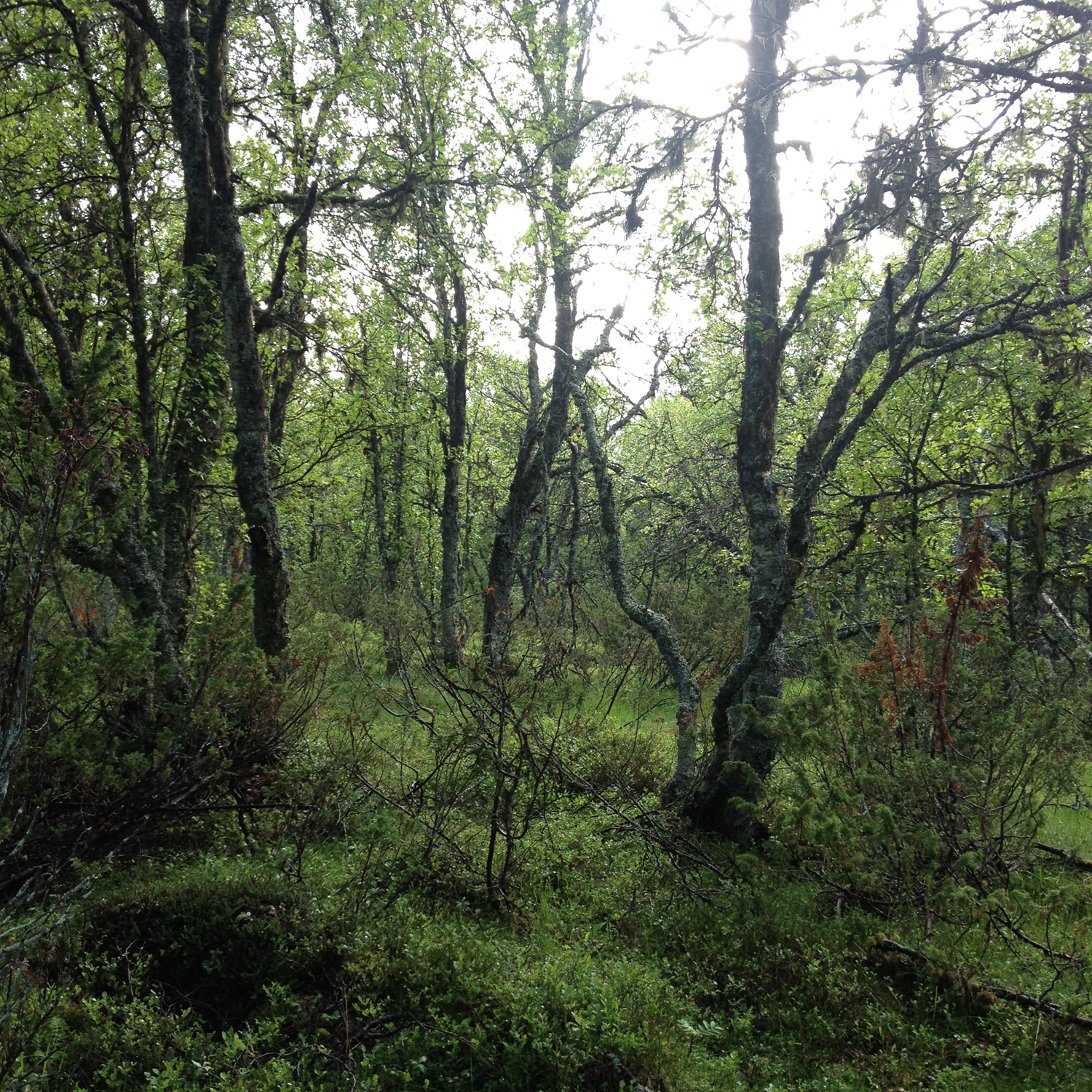 Birchforest