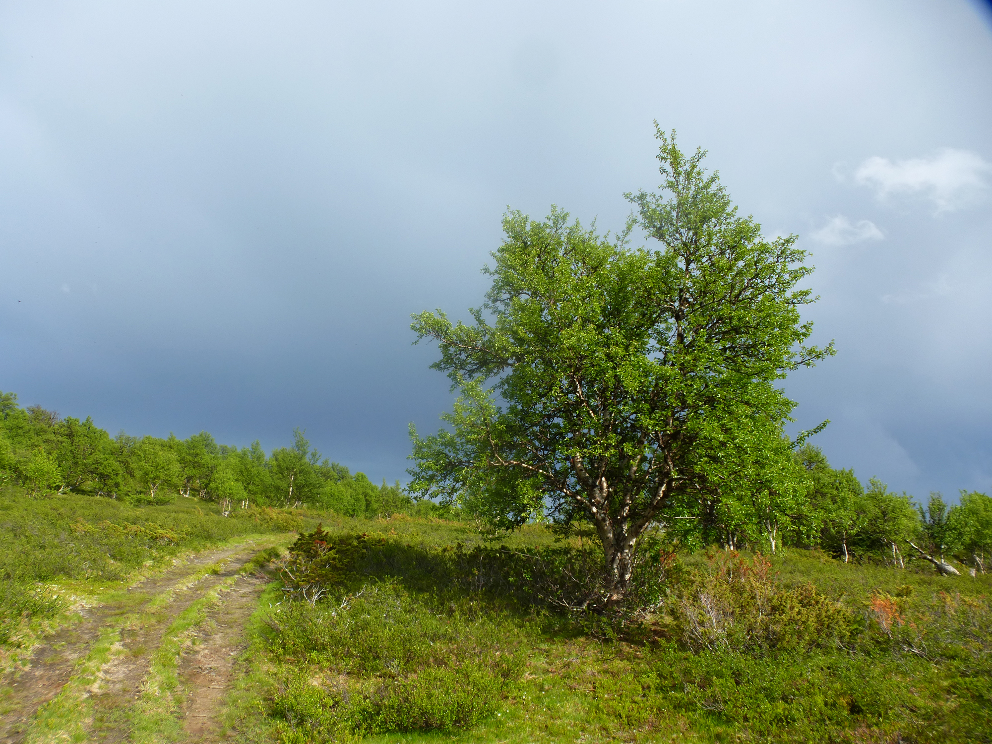 Road
