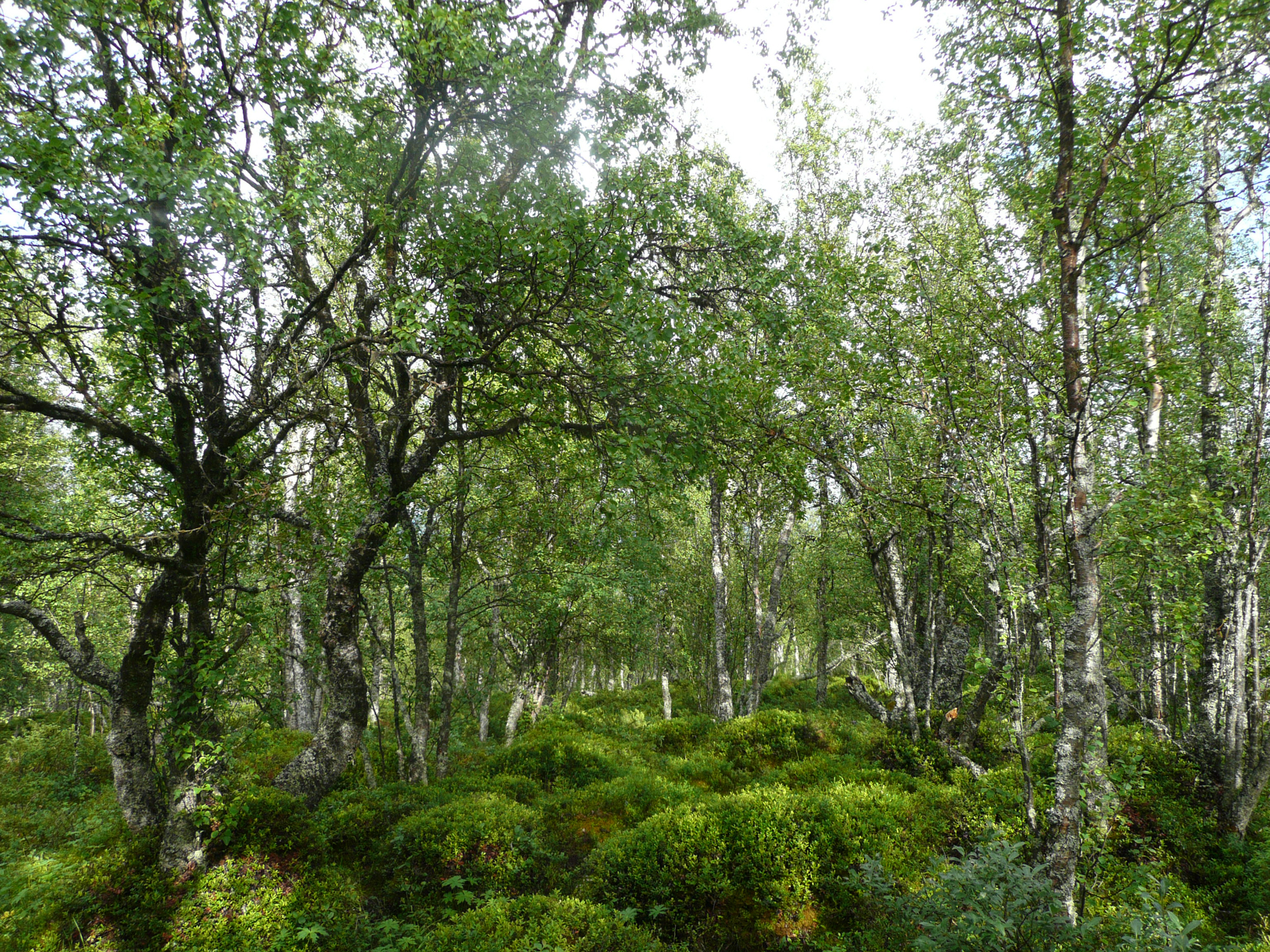 Chaga Forest