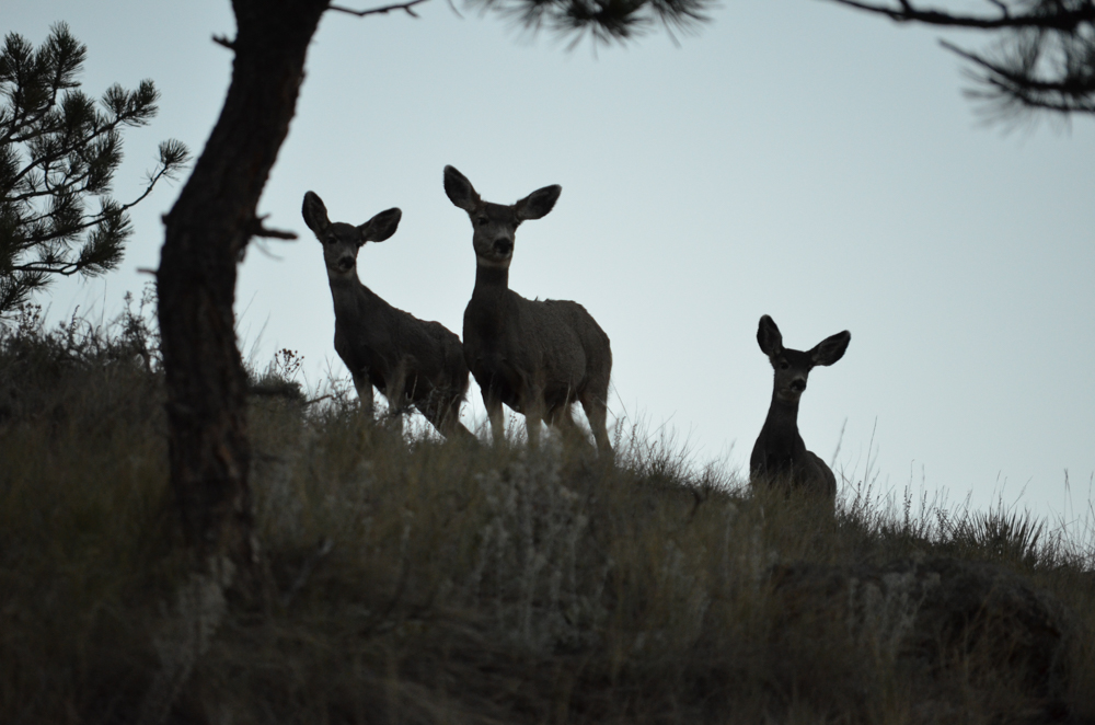 Animals of the Southwest USA