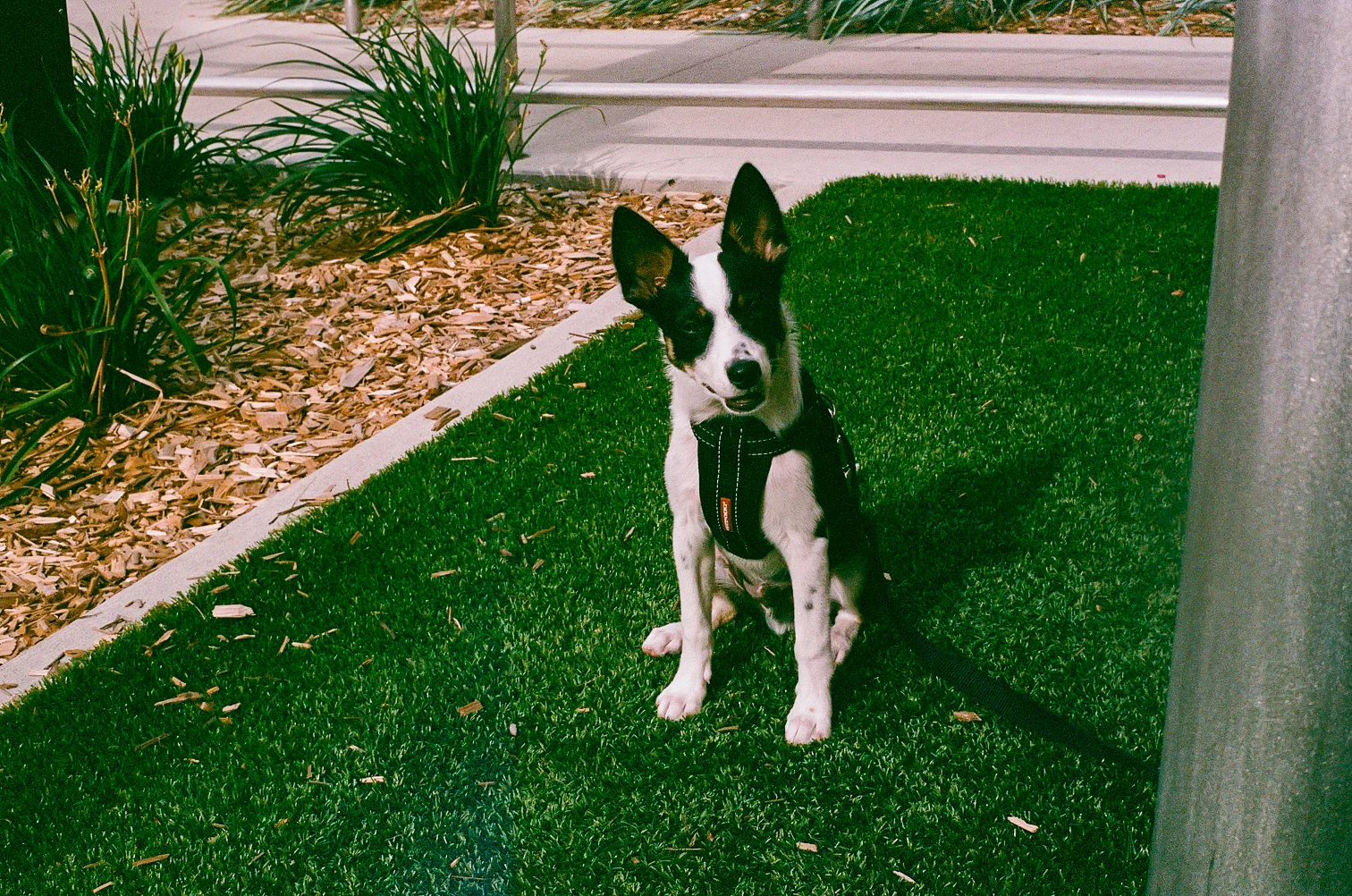 Toki outside the Shriver building downtown Sioux Falls, Minolta SRT 201, shot on expired Kodak gold 400
