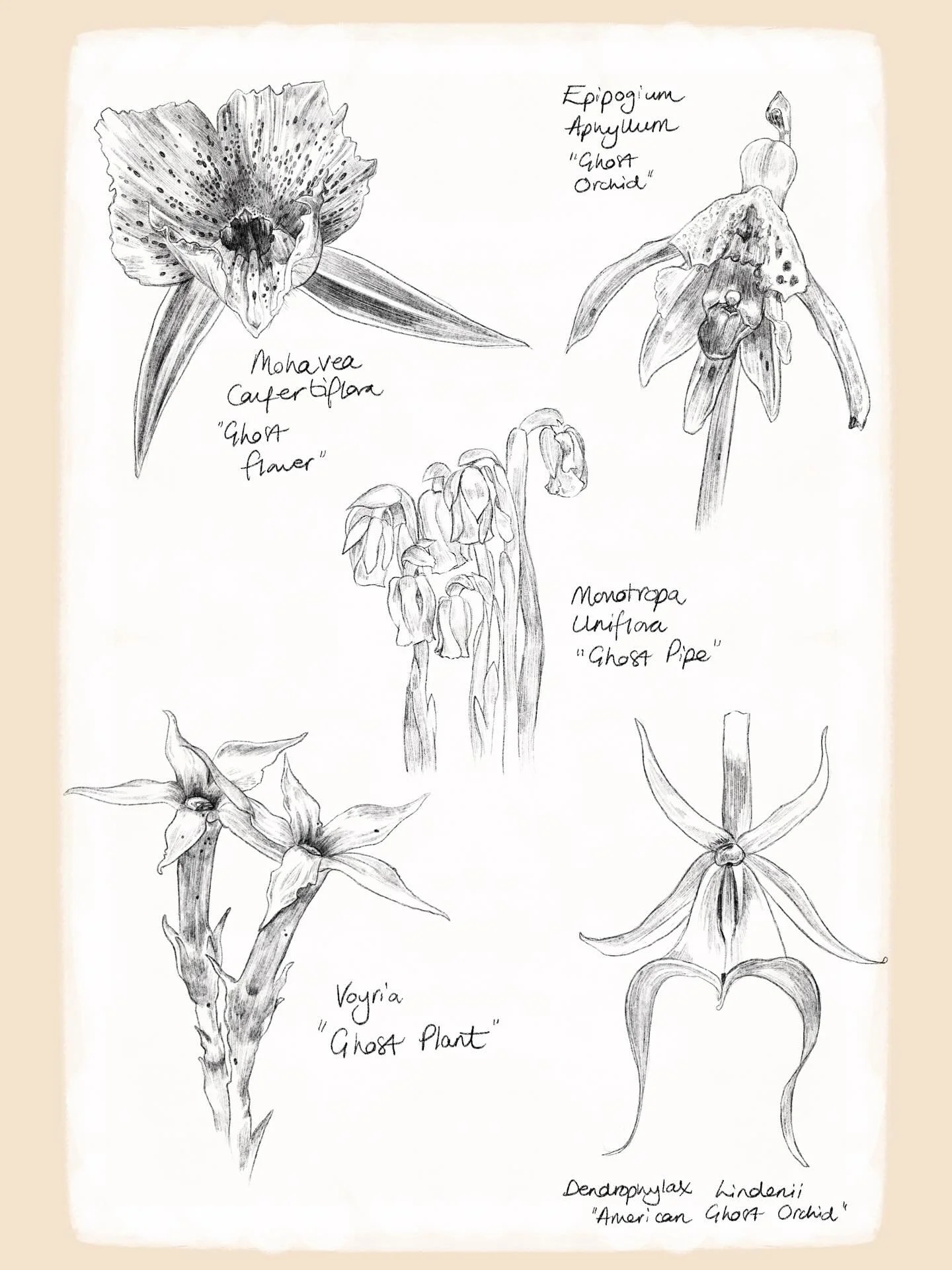 🌙 Ghosts &amp; Gardens 🌙

I discovered so many &lsquo;ghost&rsquo; flowers whilst researching this prompt for #scaryandsweet25 drawing challenge, so I thought I would document them here and go for a natural history vibe 👻 

(G)hosts:
@heathermuell